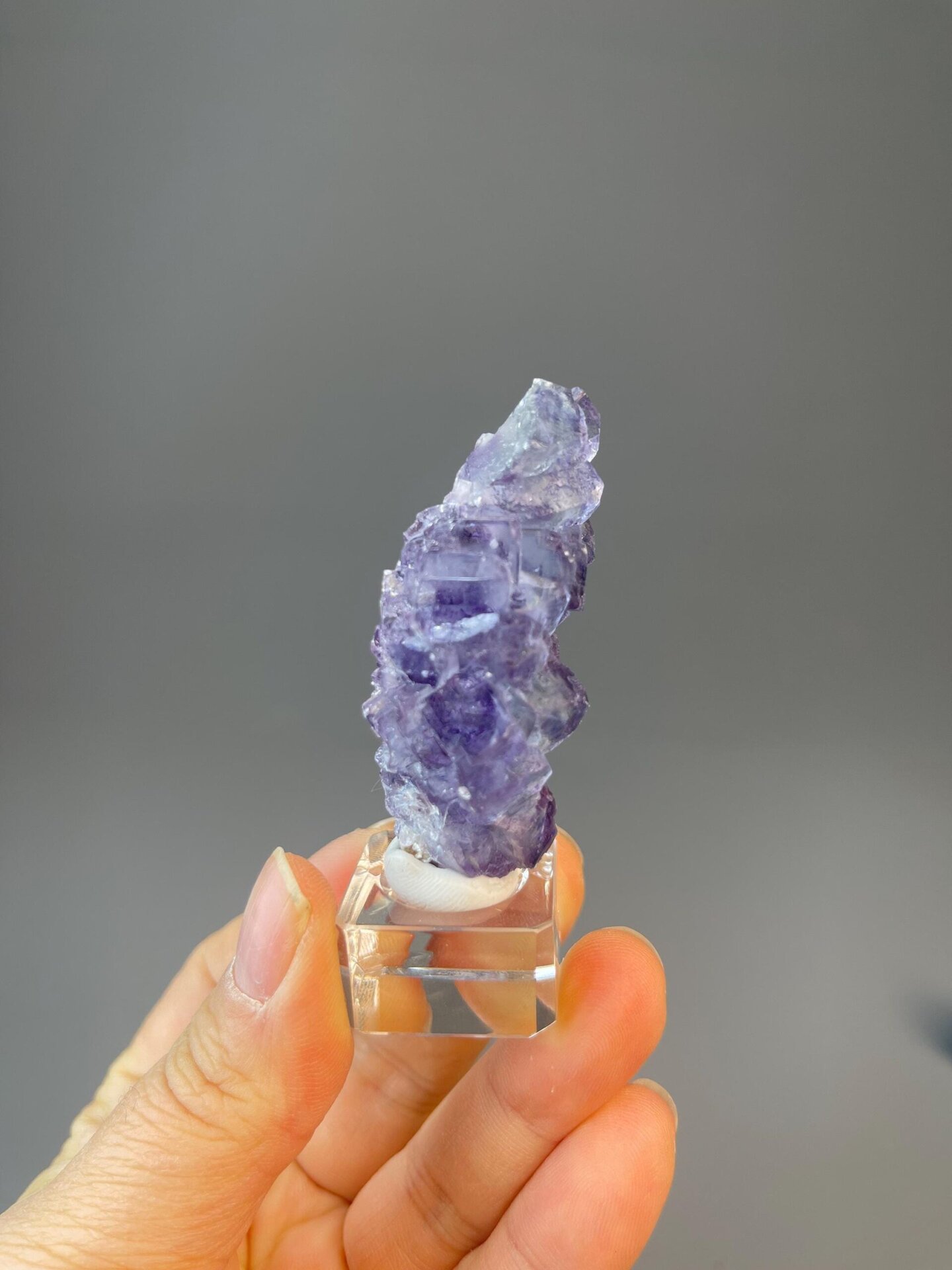CaF₂ isometric fluorite in organic tree-like twinned form with phantom