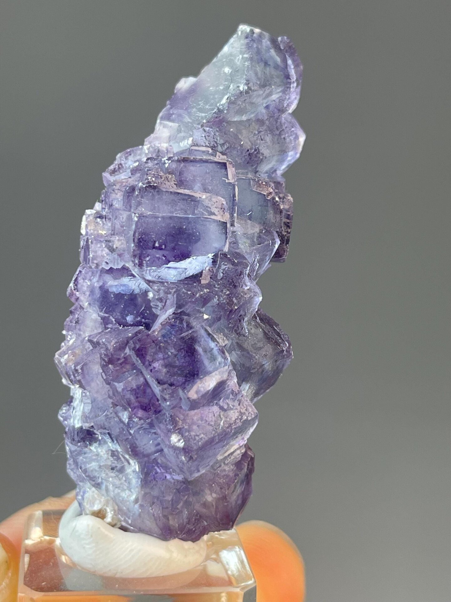Purple phantom fluorite cubes in branching tree formation
