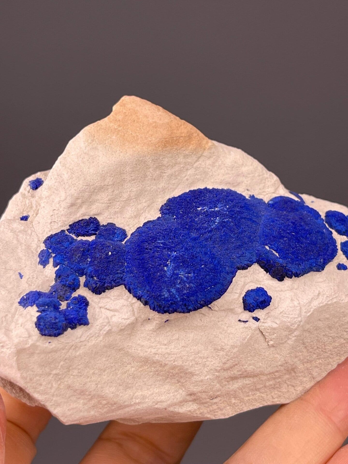 Top view of multiple azurite rosettes on matrix