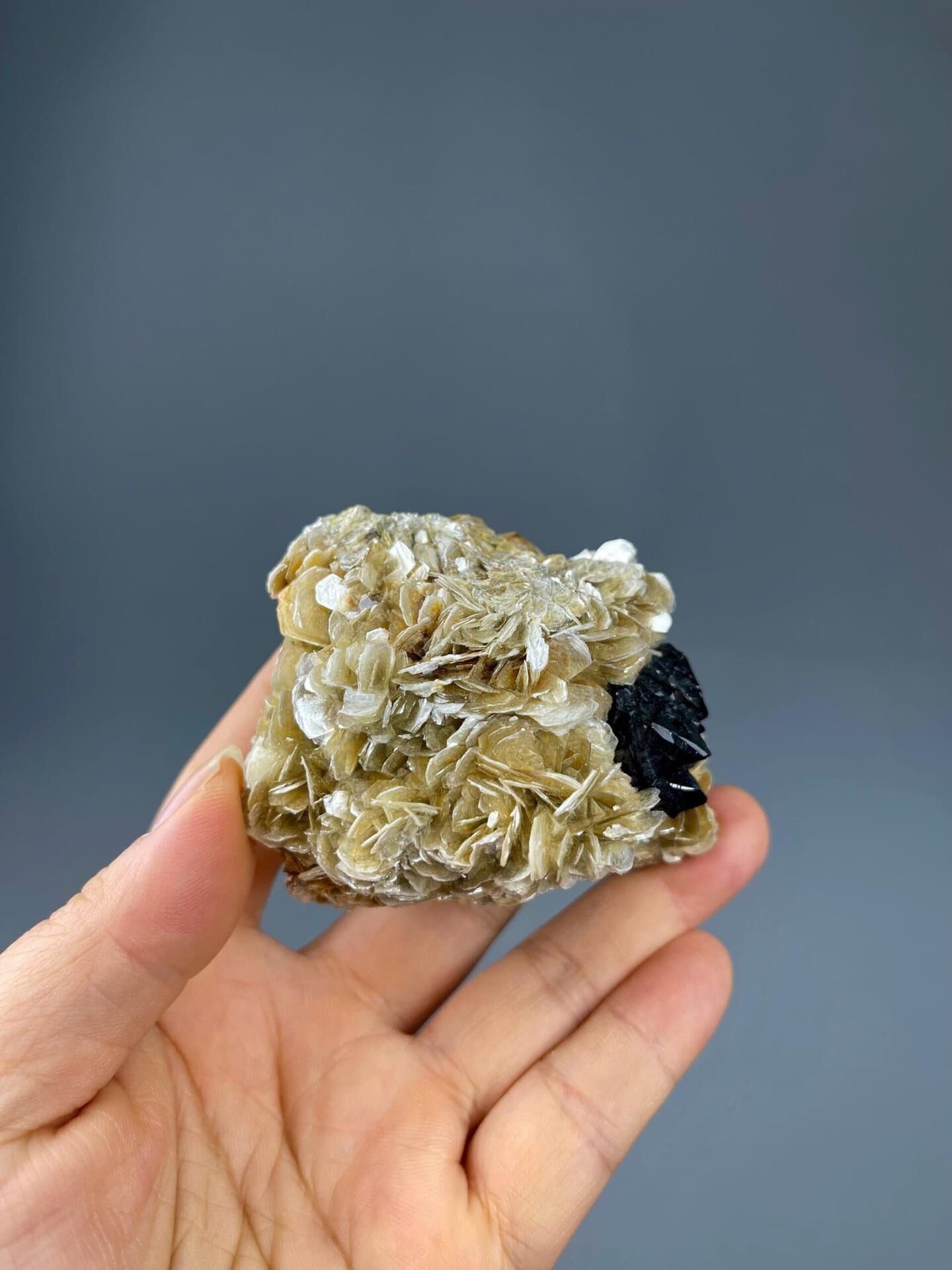 Close-up of black cassiterite SnO2 on white muscovite mica
