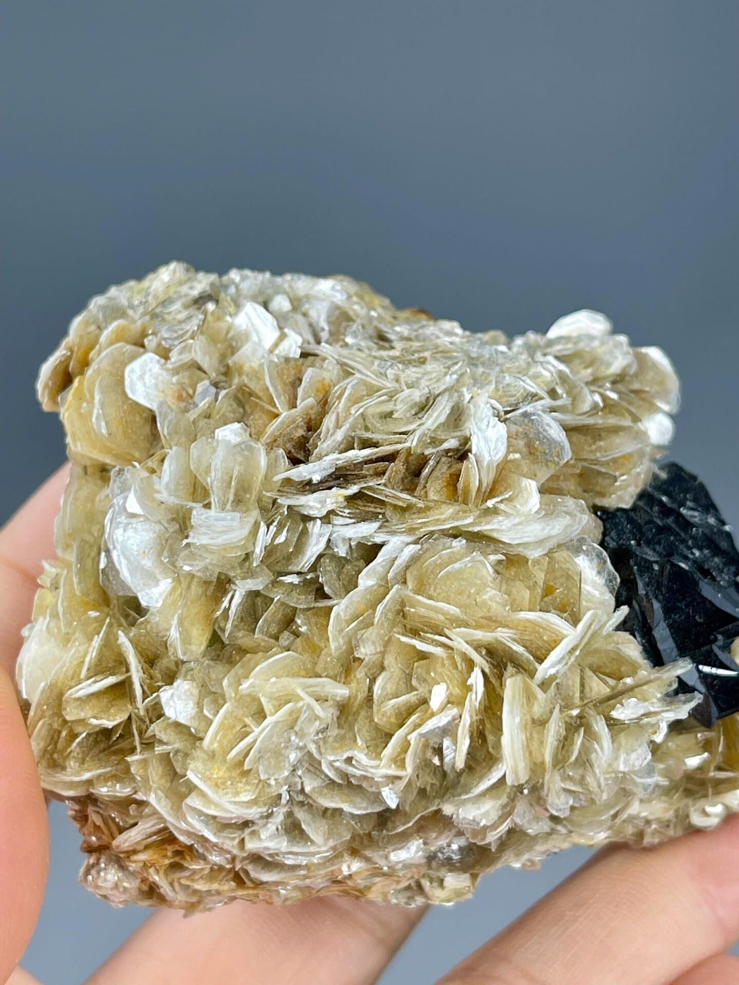 Cassiterite tetragonal black on bladed mica, Xuebaoding