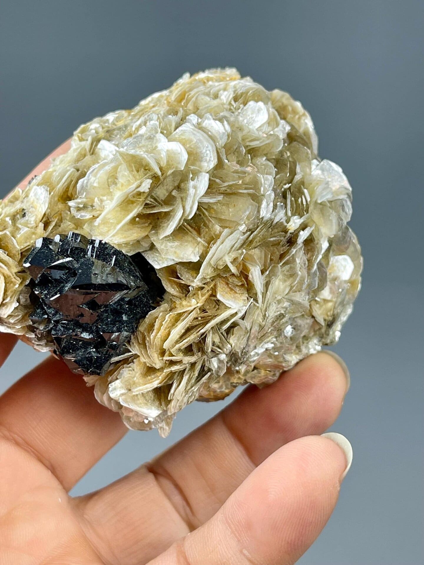Lustrous black cassiterite perched on muscovite mica base