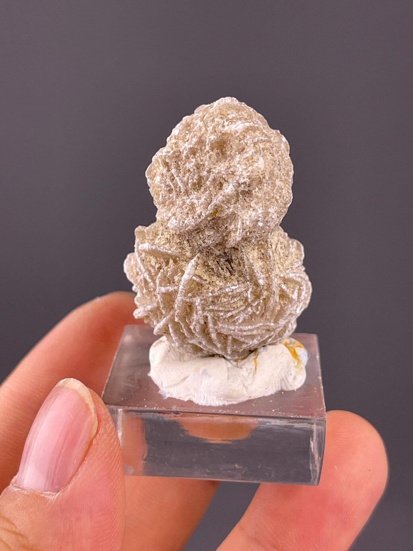 Twin rosette gypsum with overlapping tabular crystal petals