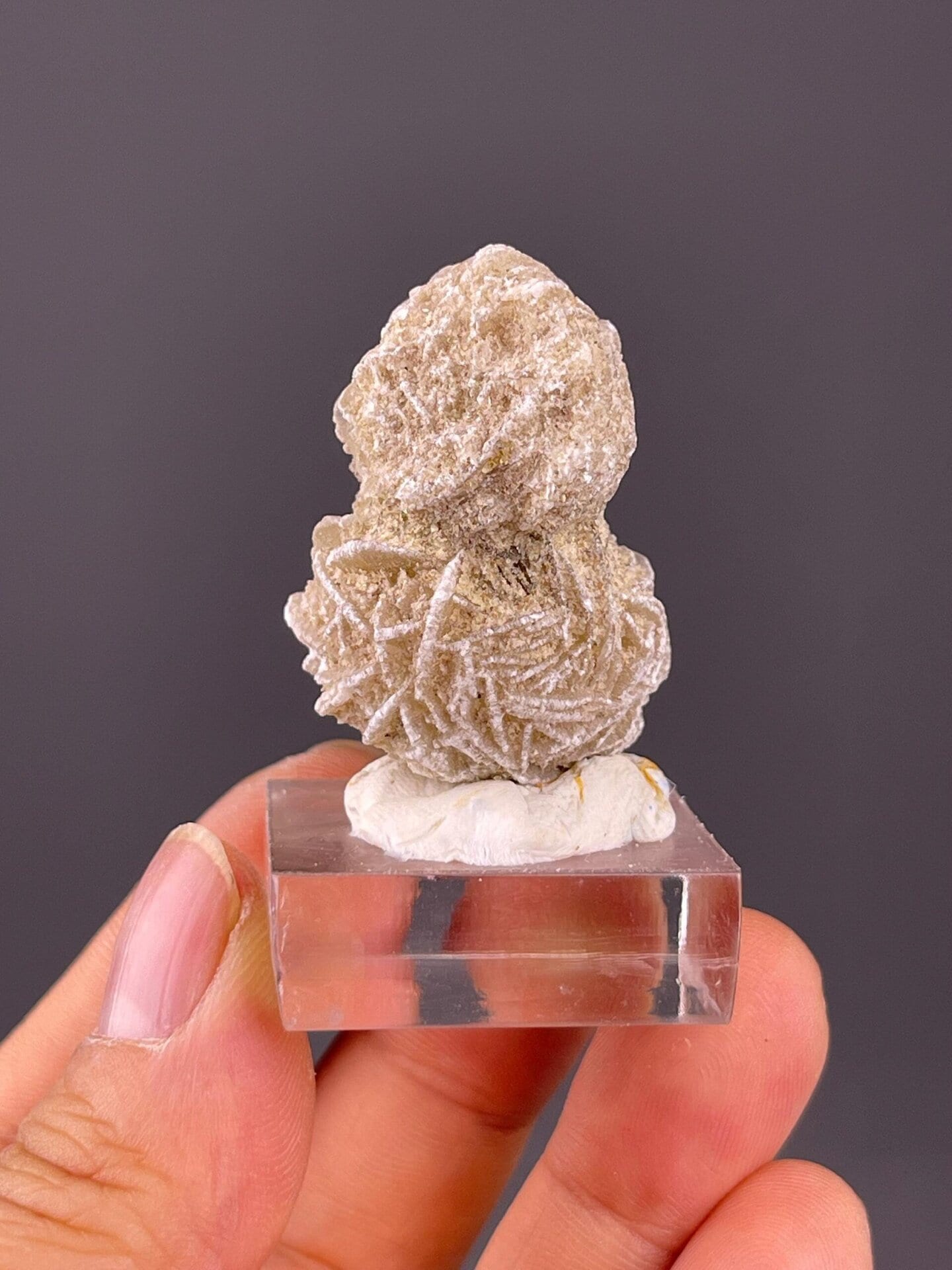 Collector double desert rose gypsum from Mexican arid locality