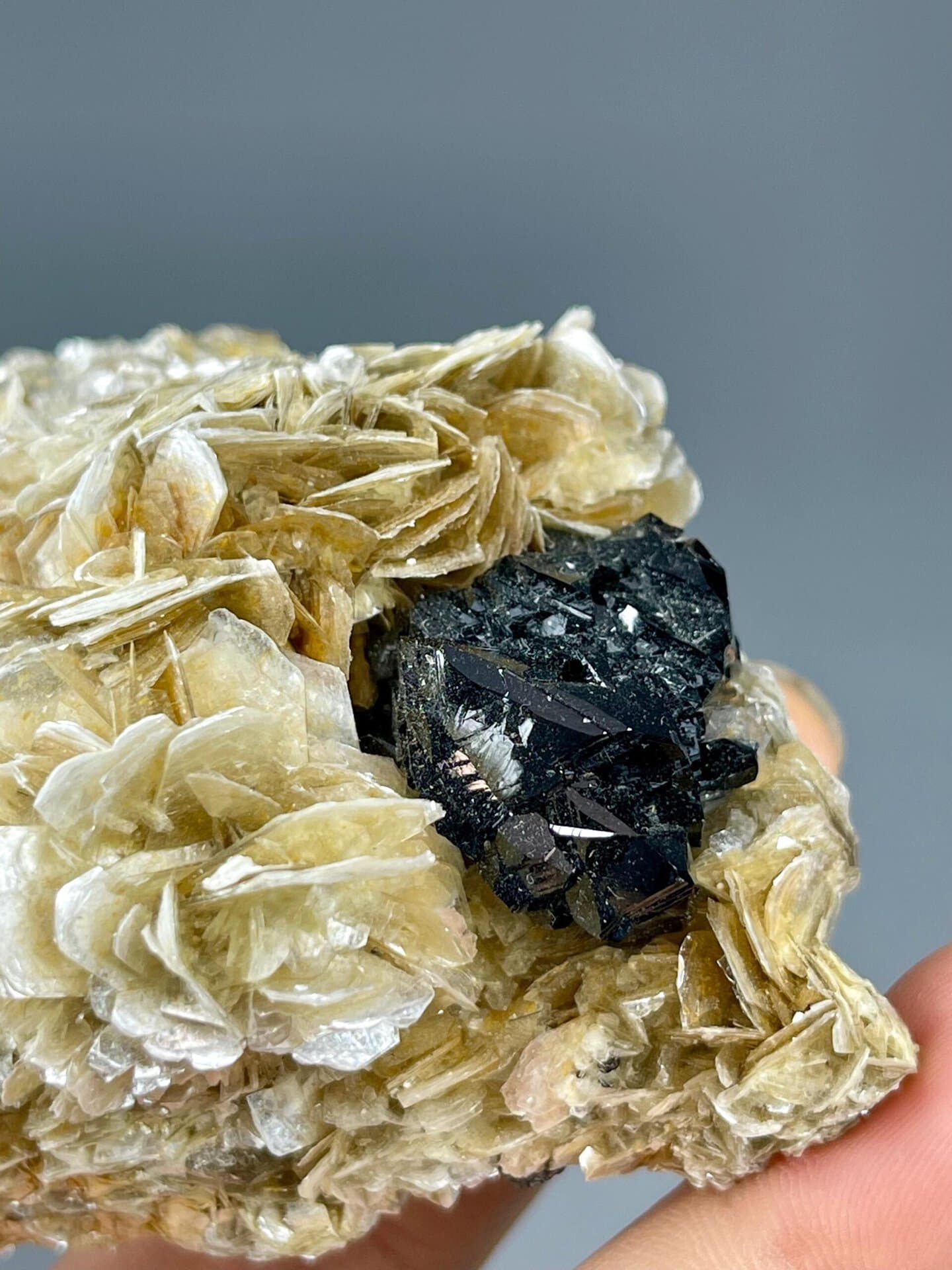 Black cassiterite crystals on silver bladed muscovite mica