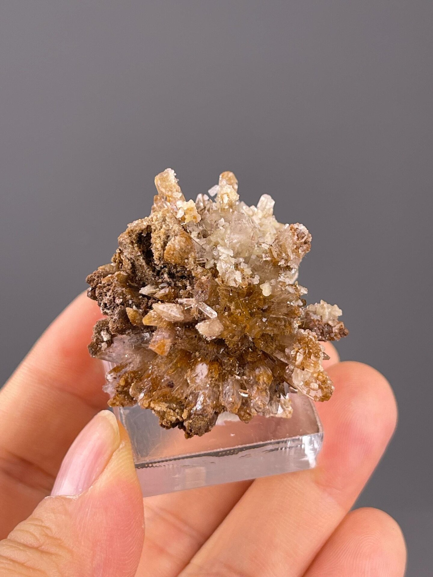 Selenite gypsum with characteristic flower-like crystal growth