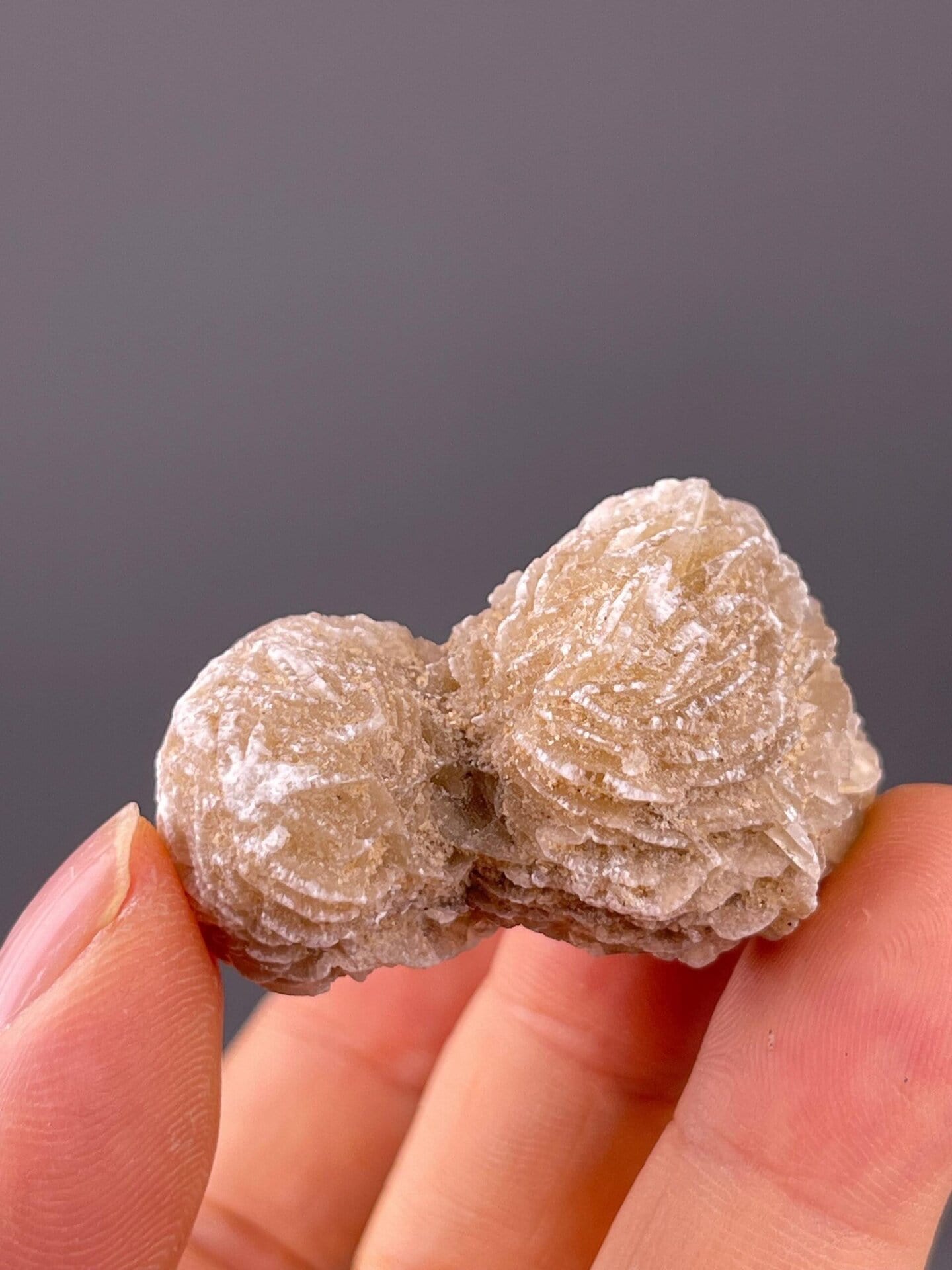 Collector gypsum rosette from Mexican desert environment