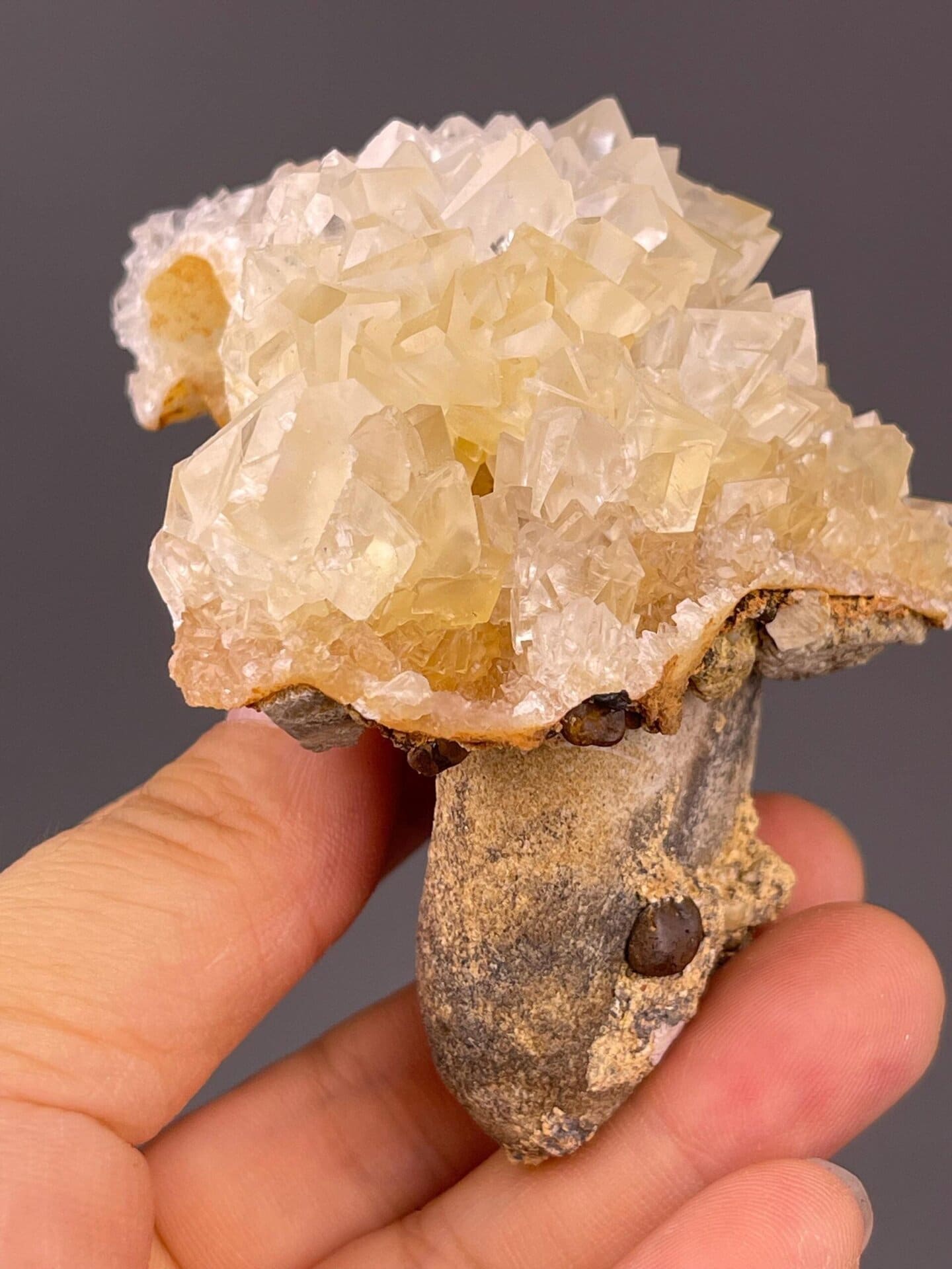 Top view of gypsum flower rosette arrangement