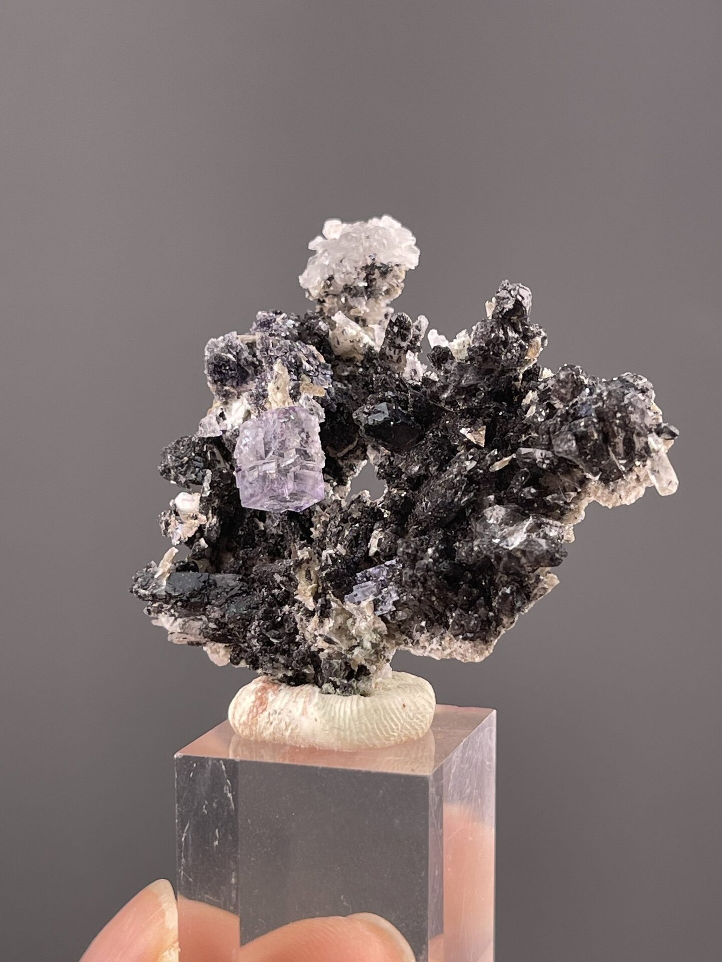 Top view of fluorite-sphalerite association