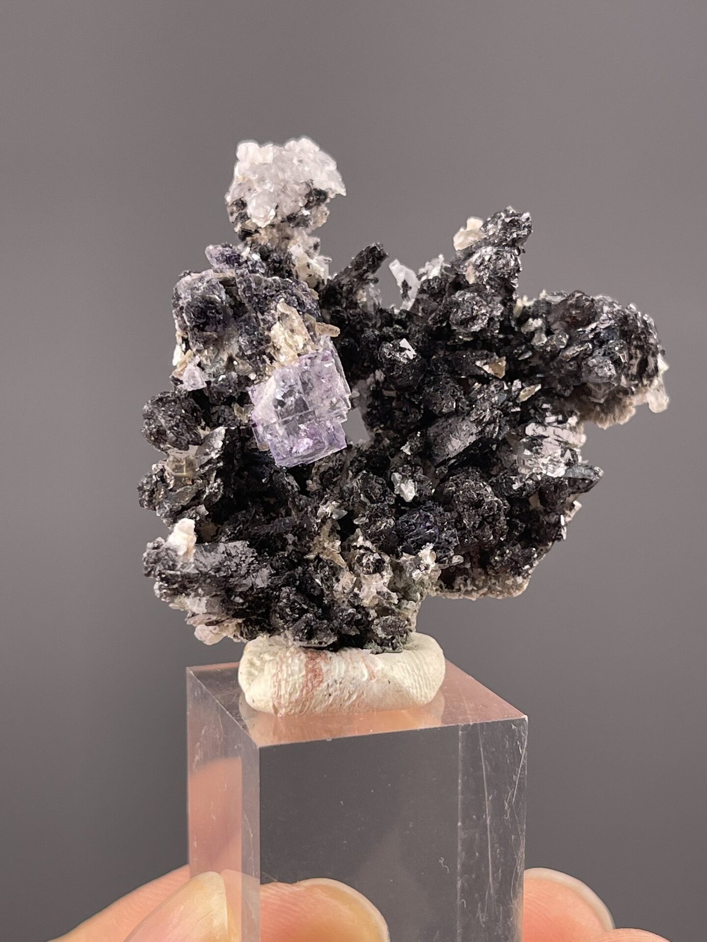 Detail of fluorite showing vitreous luster above dark matrix