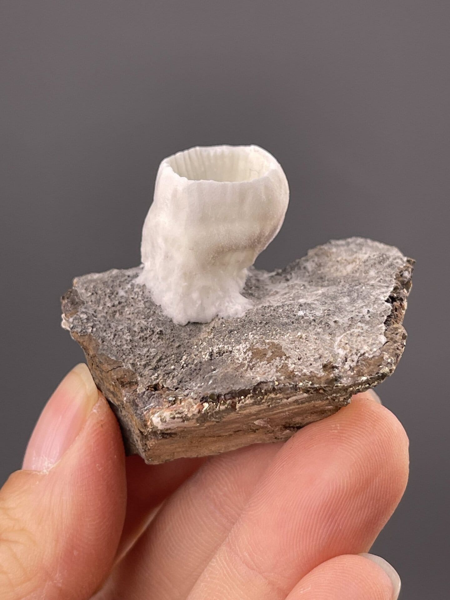 Unusual goblet-shaped aragonite showing ribbed surface, 1.6 g