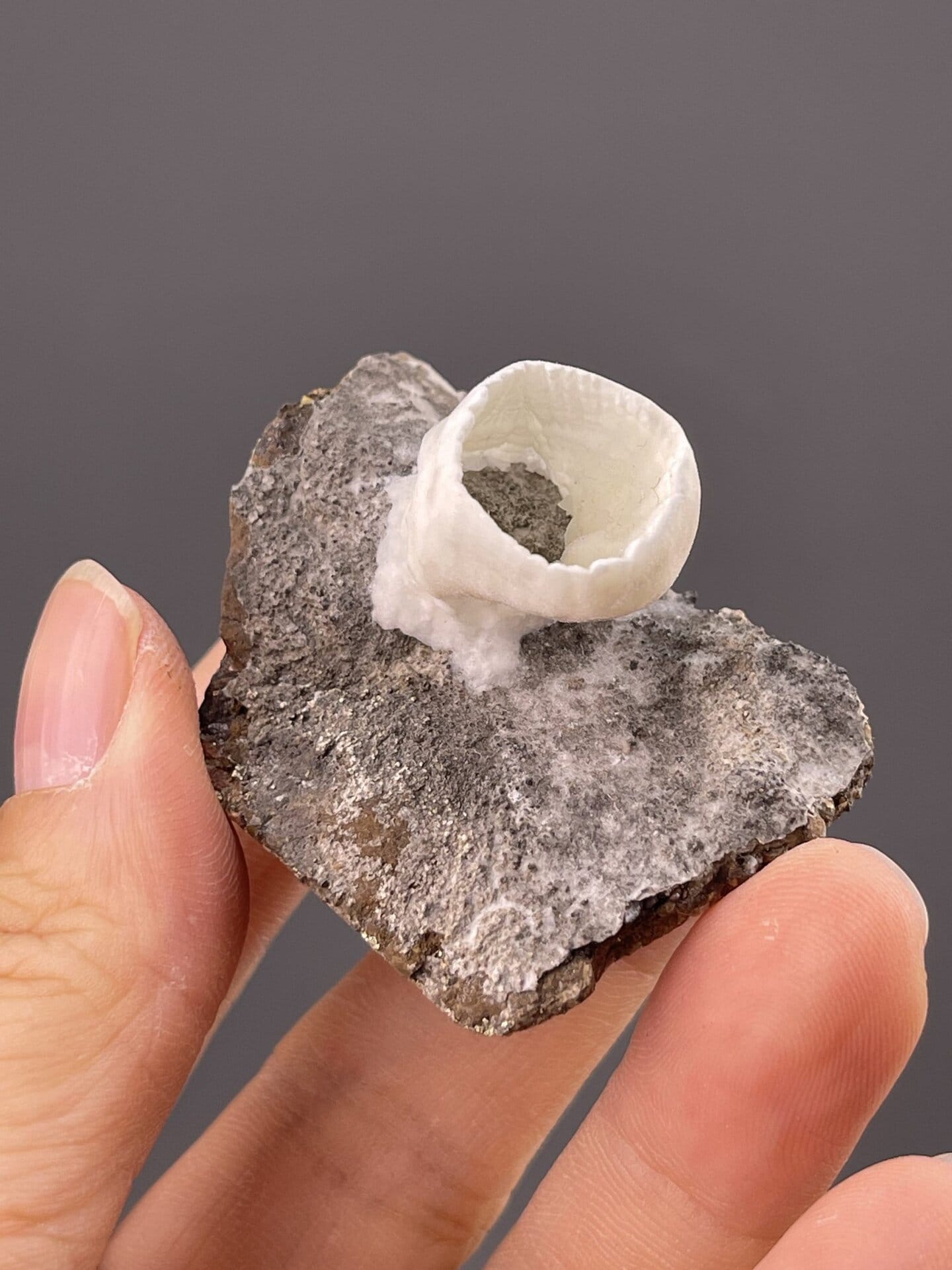 Side view of goblet aragonite showing cup-like three-dimensional form
