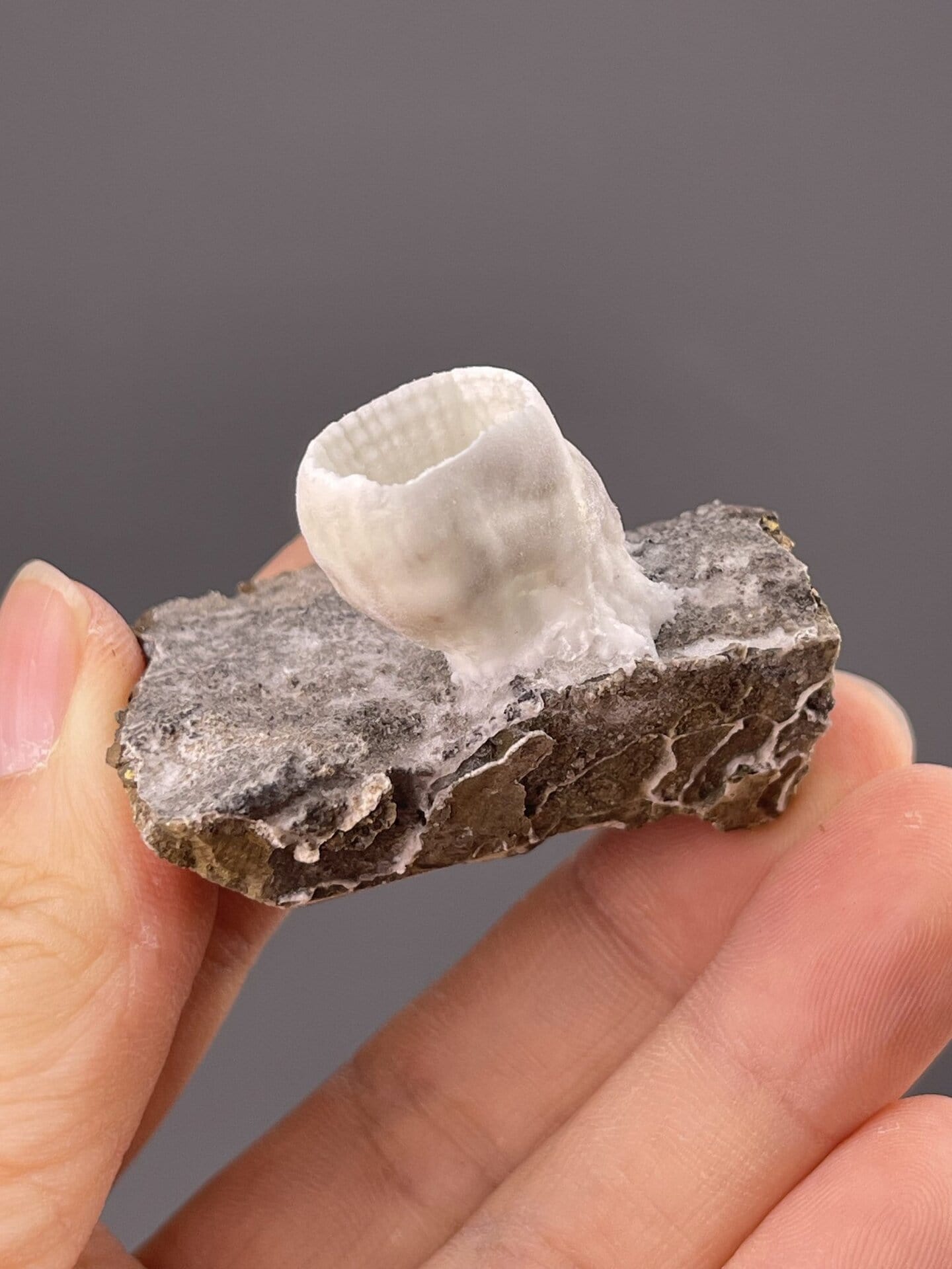 Top view of aragonite goblet showing ribbed circular pattern