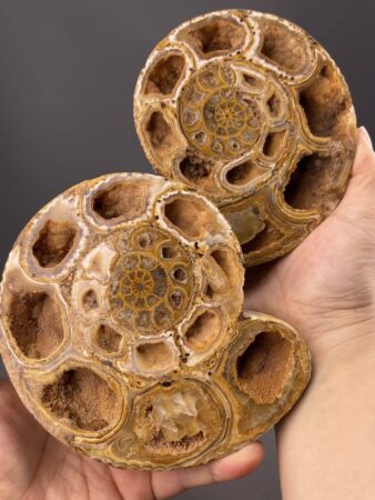 Spectacular Ammonites and Orthoceras Display - Unique Patterns - Mahajanga, Madagascar - Perfect for Collectors
