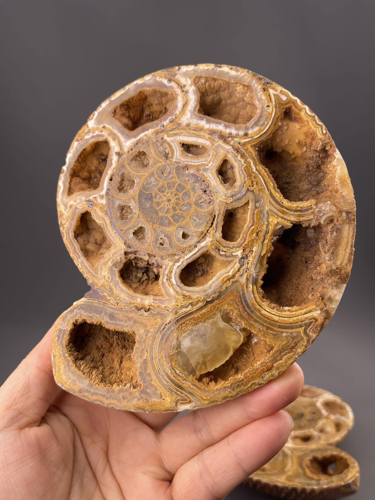 Fossil ammonite spiral and orthoceras showing ancient marine life, 16.6 g