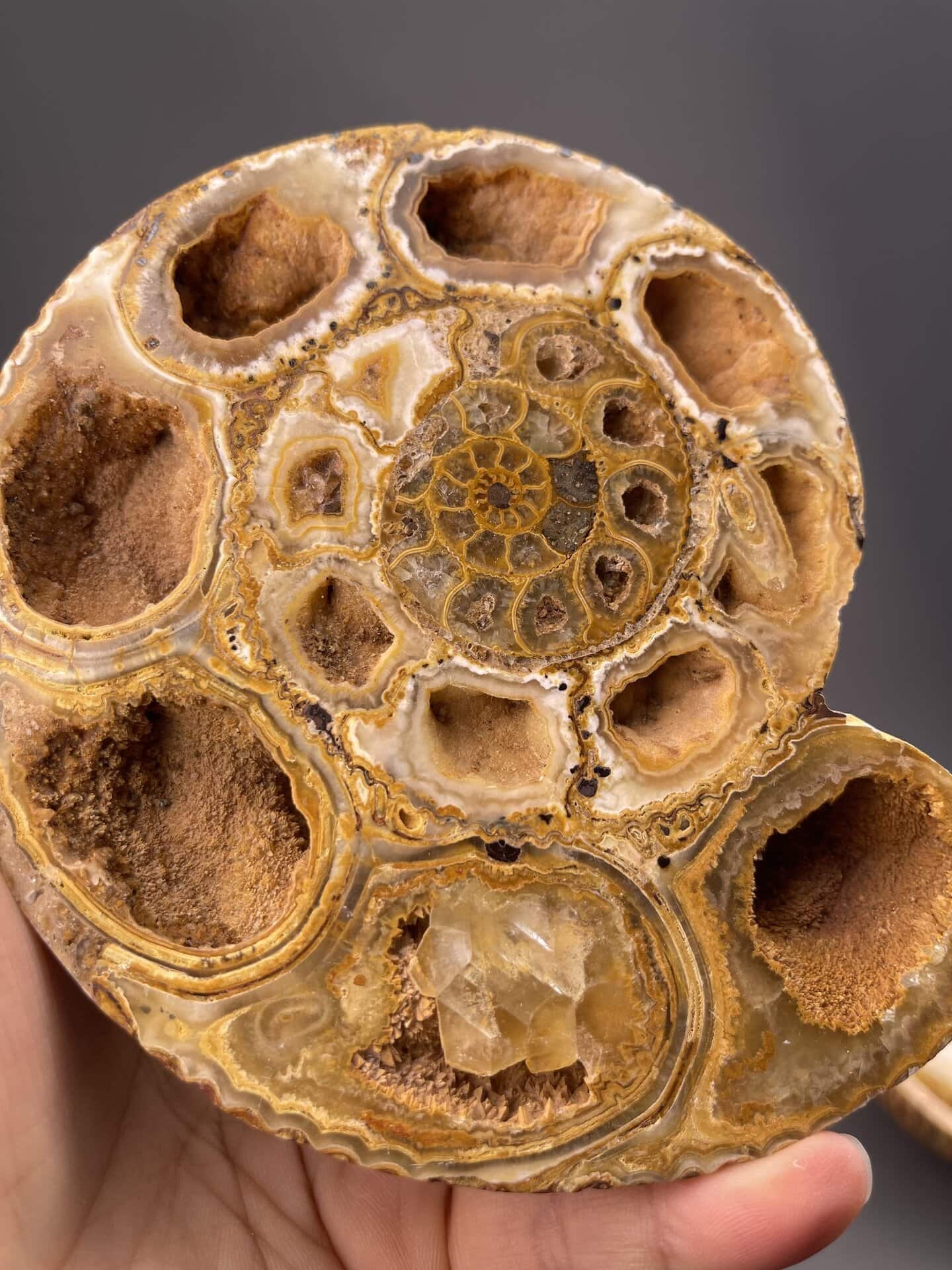 Front view of fossil display, 47×14×54 mm, Mahajanga Madagascar