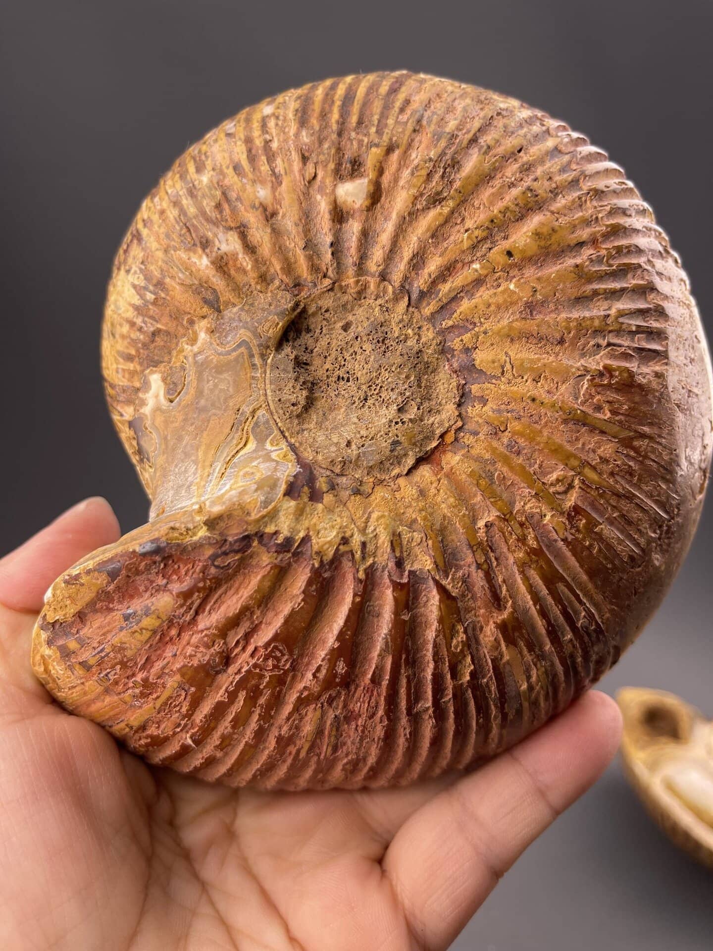 Close-up of ammonite suture lines showing intricate surface pattern