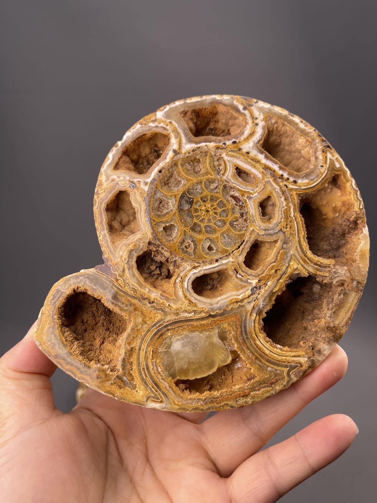 Extinct cephalopod fossils from Mahajanga Province Madagascar