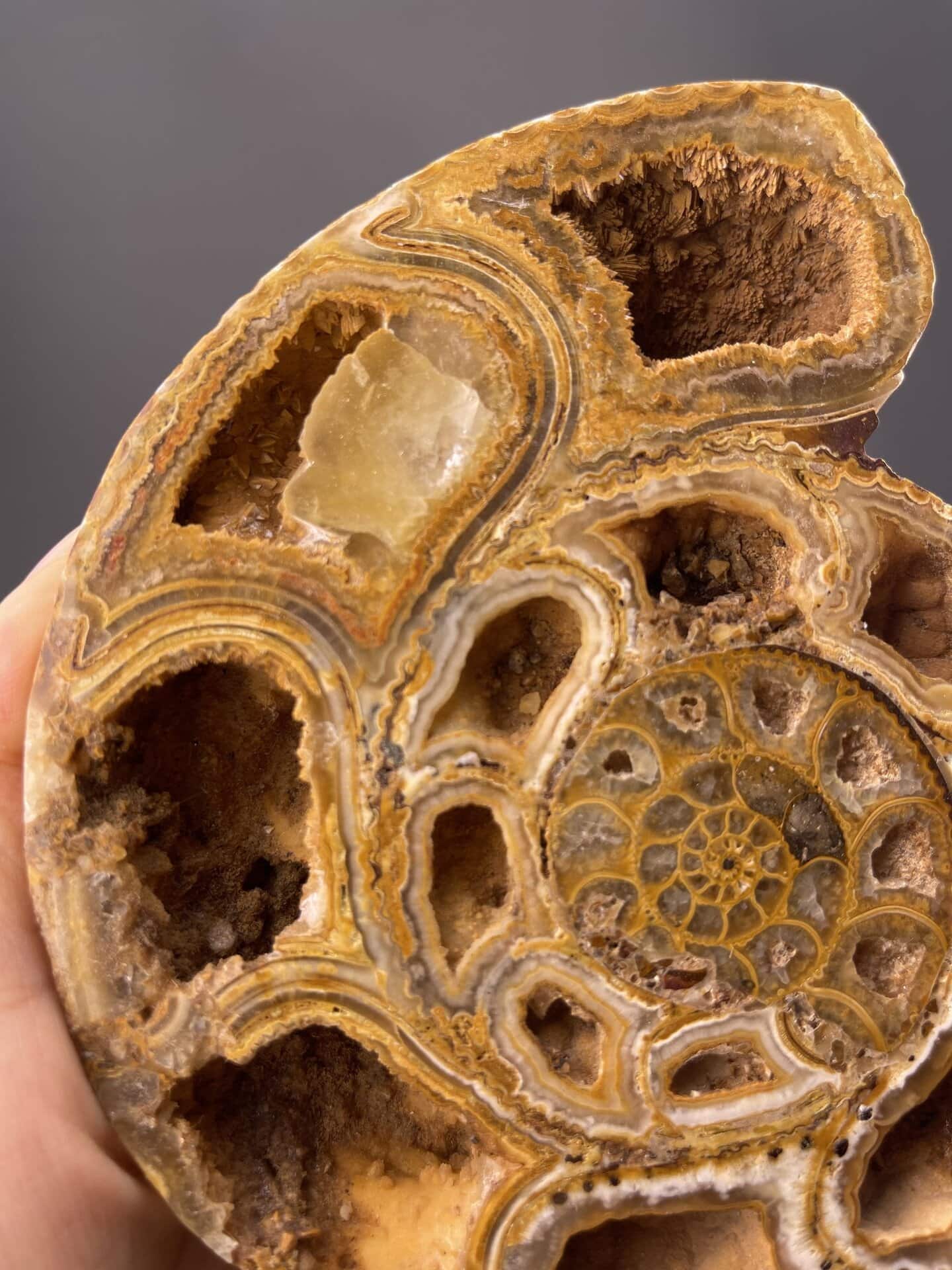 Top view of fossil display showing ammonite spiral geometry