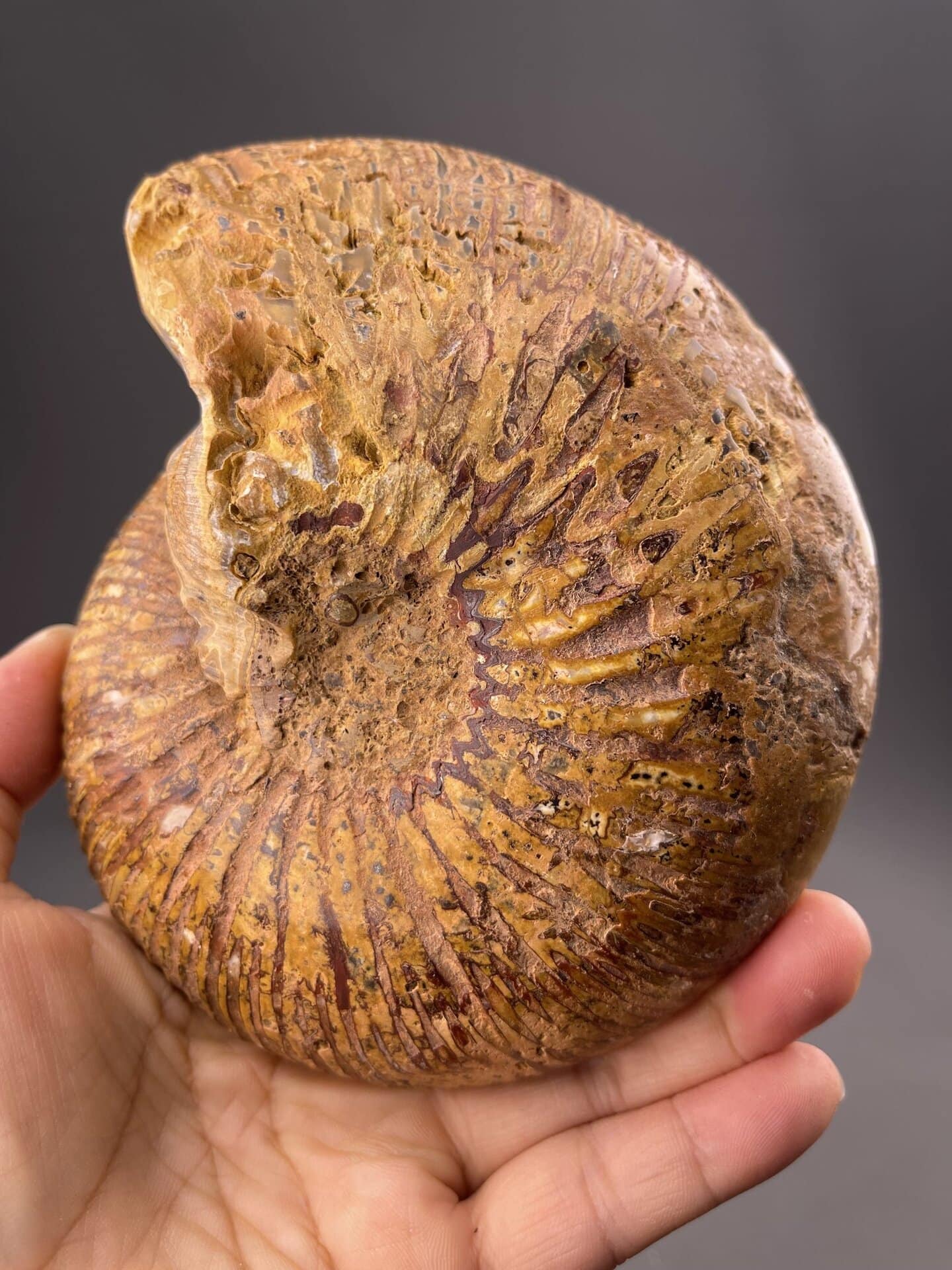 Detail of fossil surface showing preservation and suture patterns