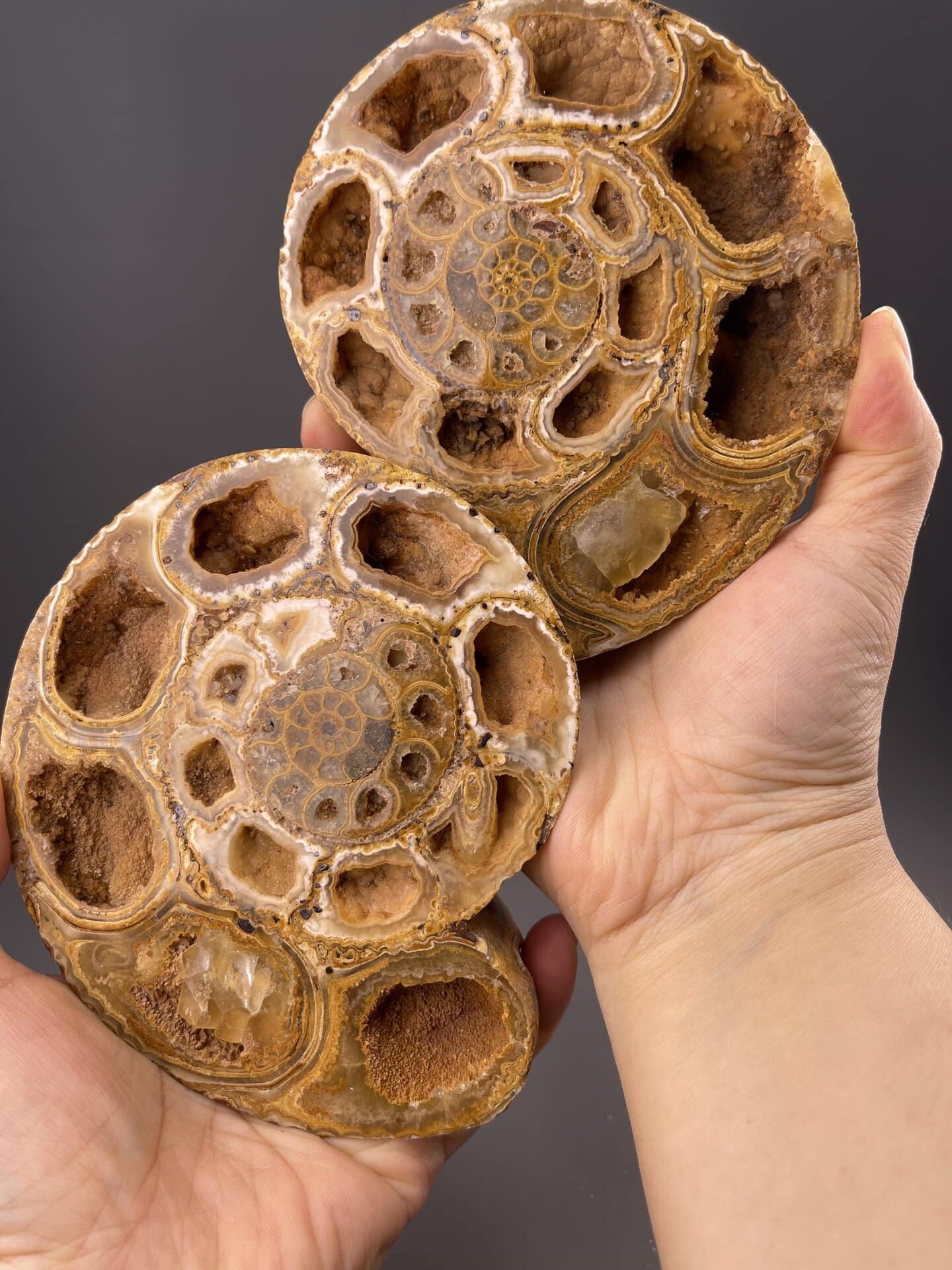 Angled view of Madagascar fossil showing both ammonite and orthoceras