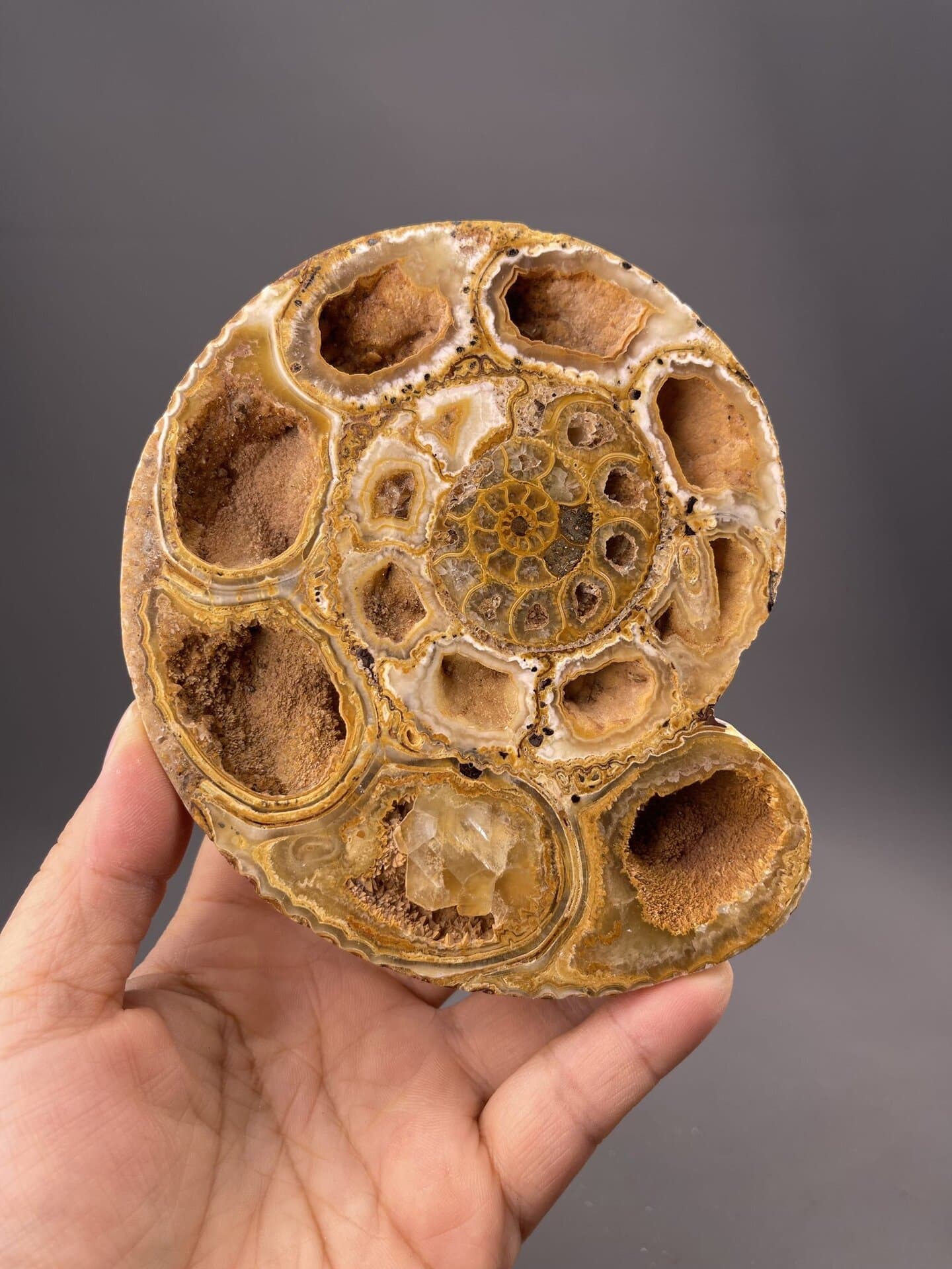 Ammonite orthoceras fossil from Mahajanga Province Madagascar, SKU F1091