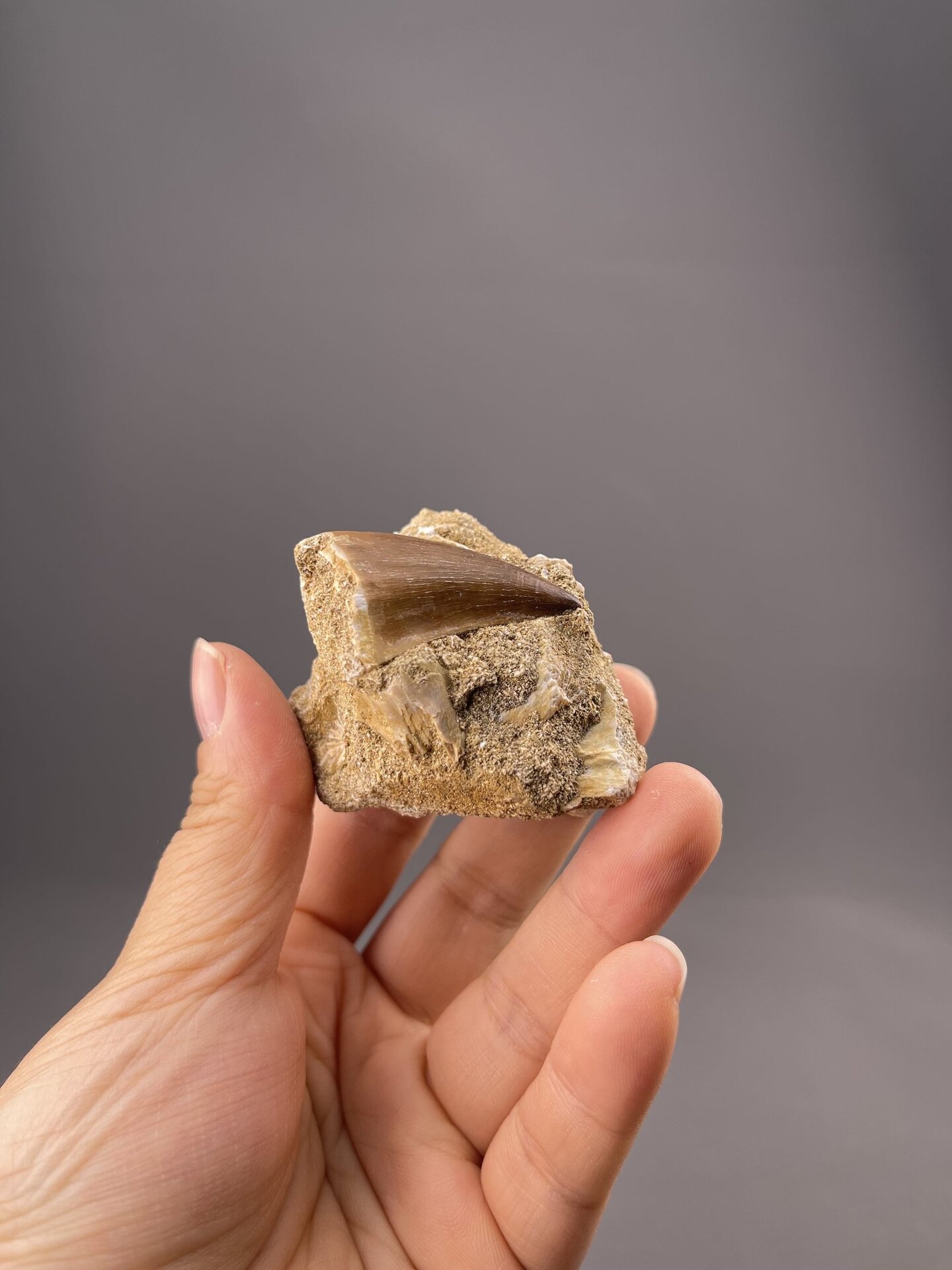 Theropod dinosaur tooth fossil from Tafilalet Region, Morocco, elongated form