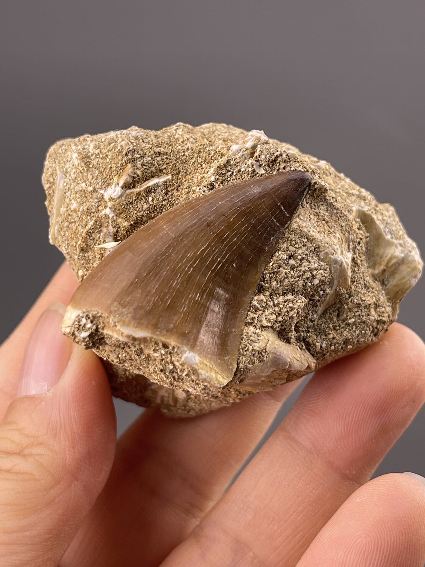 Yellow-brown dinosaur tooth showing serrated edges, Morocco, 2.8 g