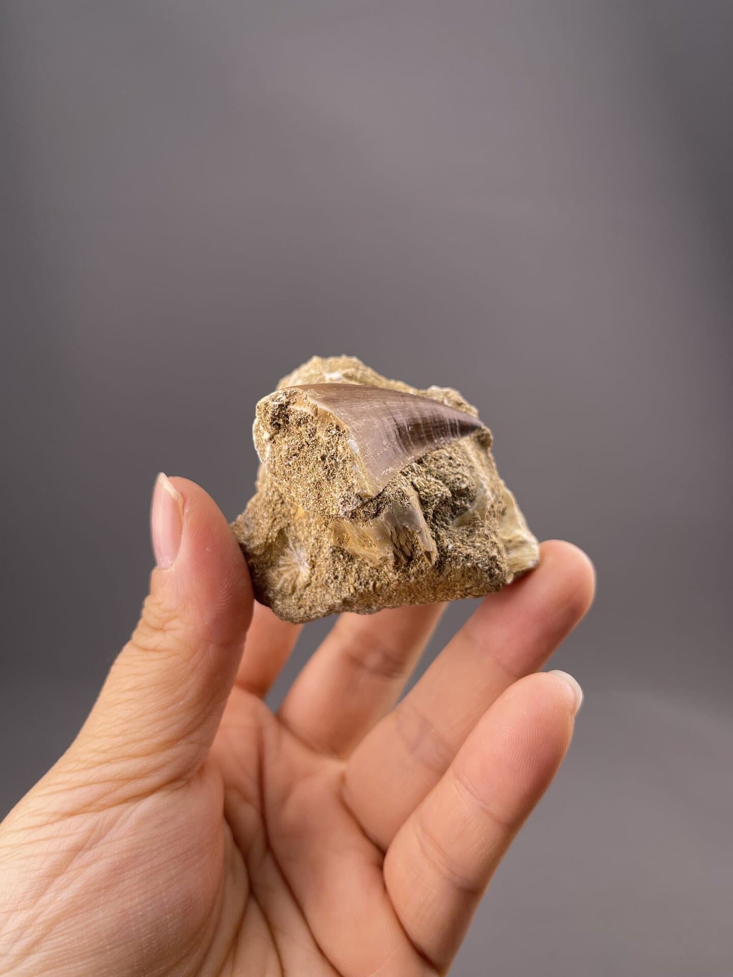 Front view of theropod tooth fossil, 23×16×18 mm, fine preservation