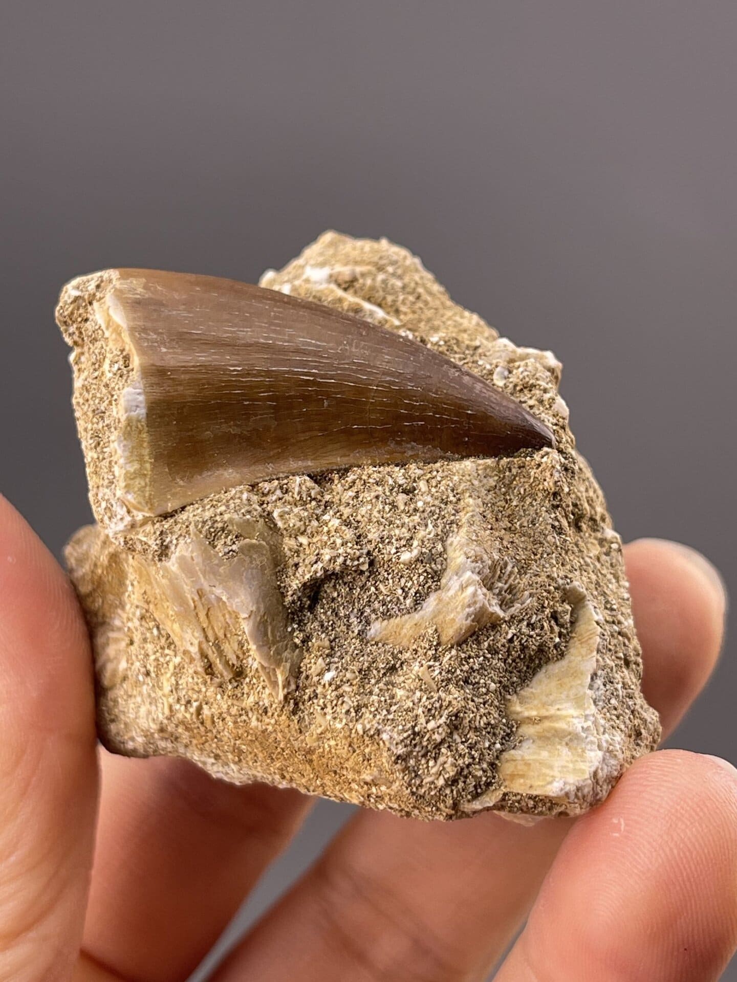 Close-up of dinosaur tooth surface showing natural texture and colour