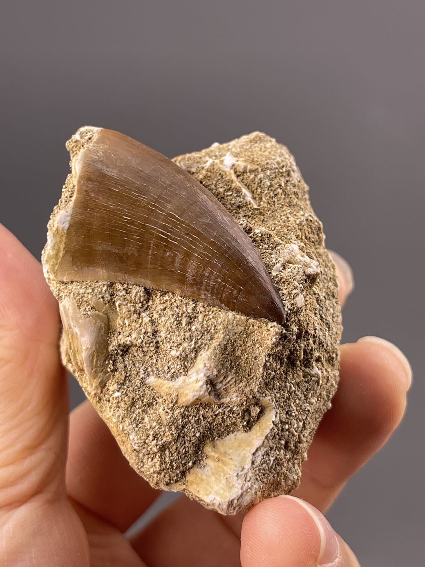 Side profile of theropod tooth showing curved form and root structure