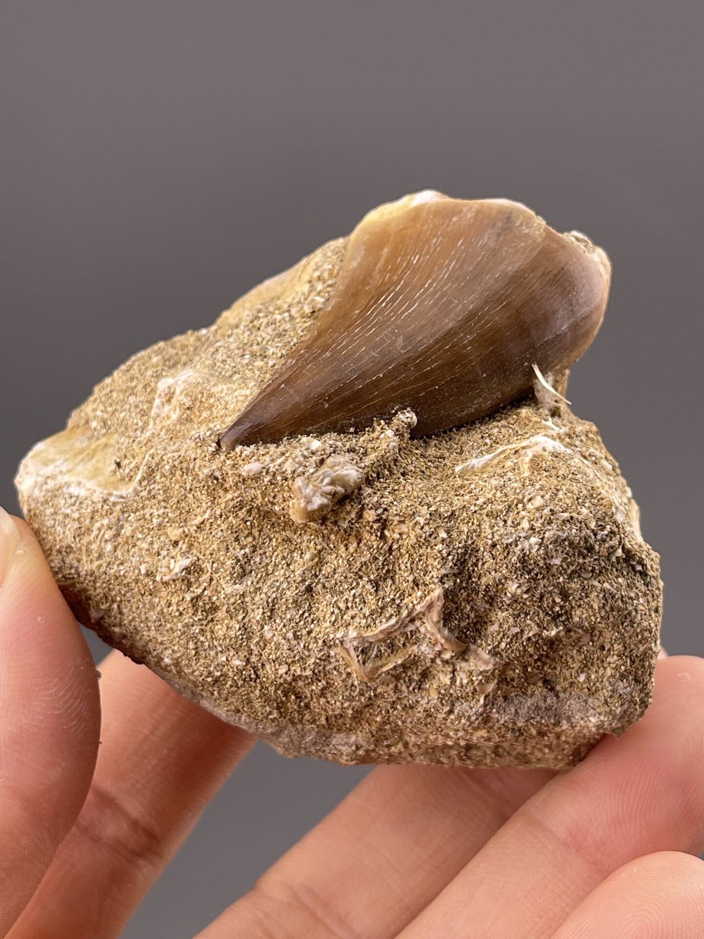 Paleontological theropod tooth specimen from Morocco, vitreous luster
