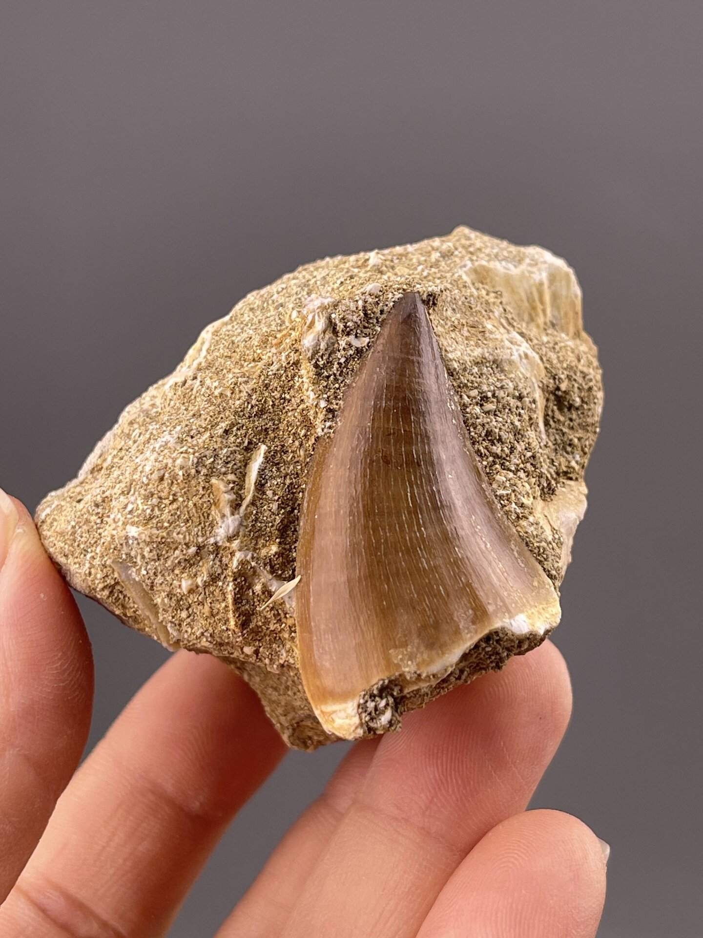 Top view of dinosaur tooth fossil showing crown geometry