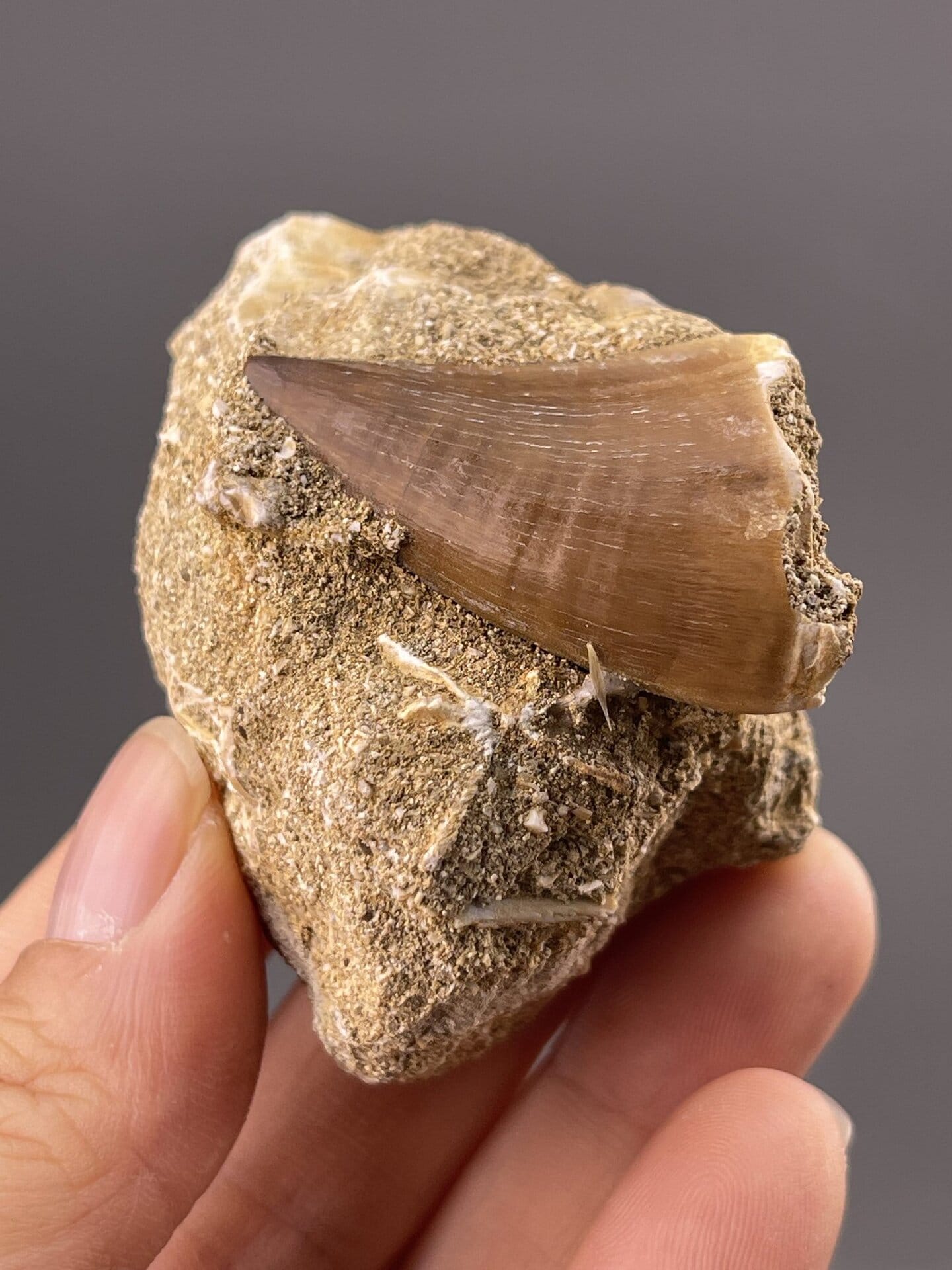 Detail of tooth surface showing preservation of enamel texture