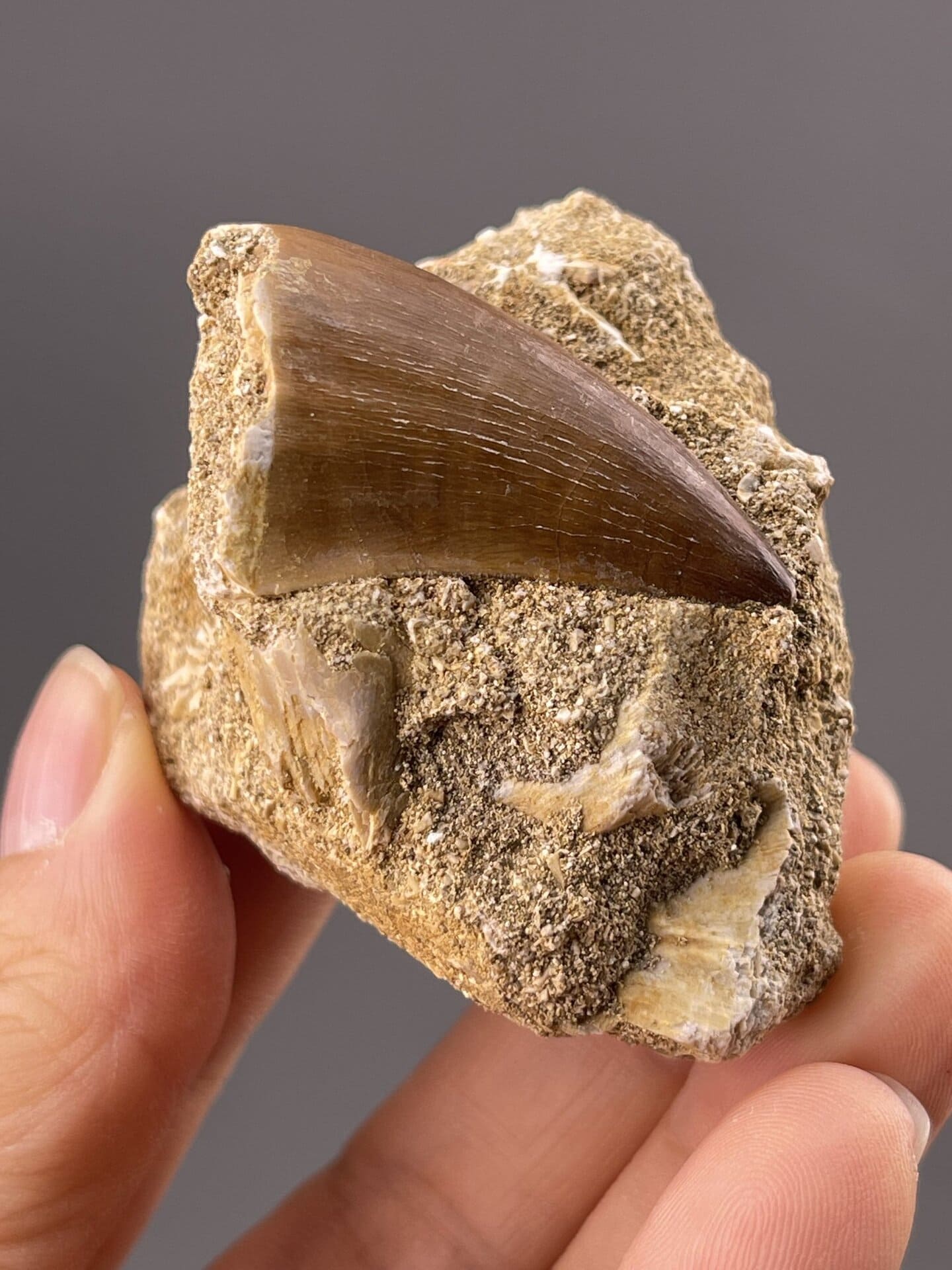 Angled view of theropod tooth displaying natural root and crown