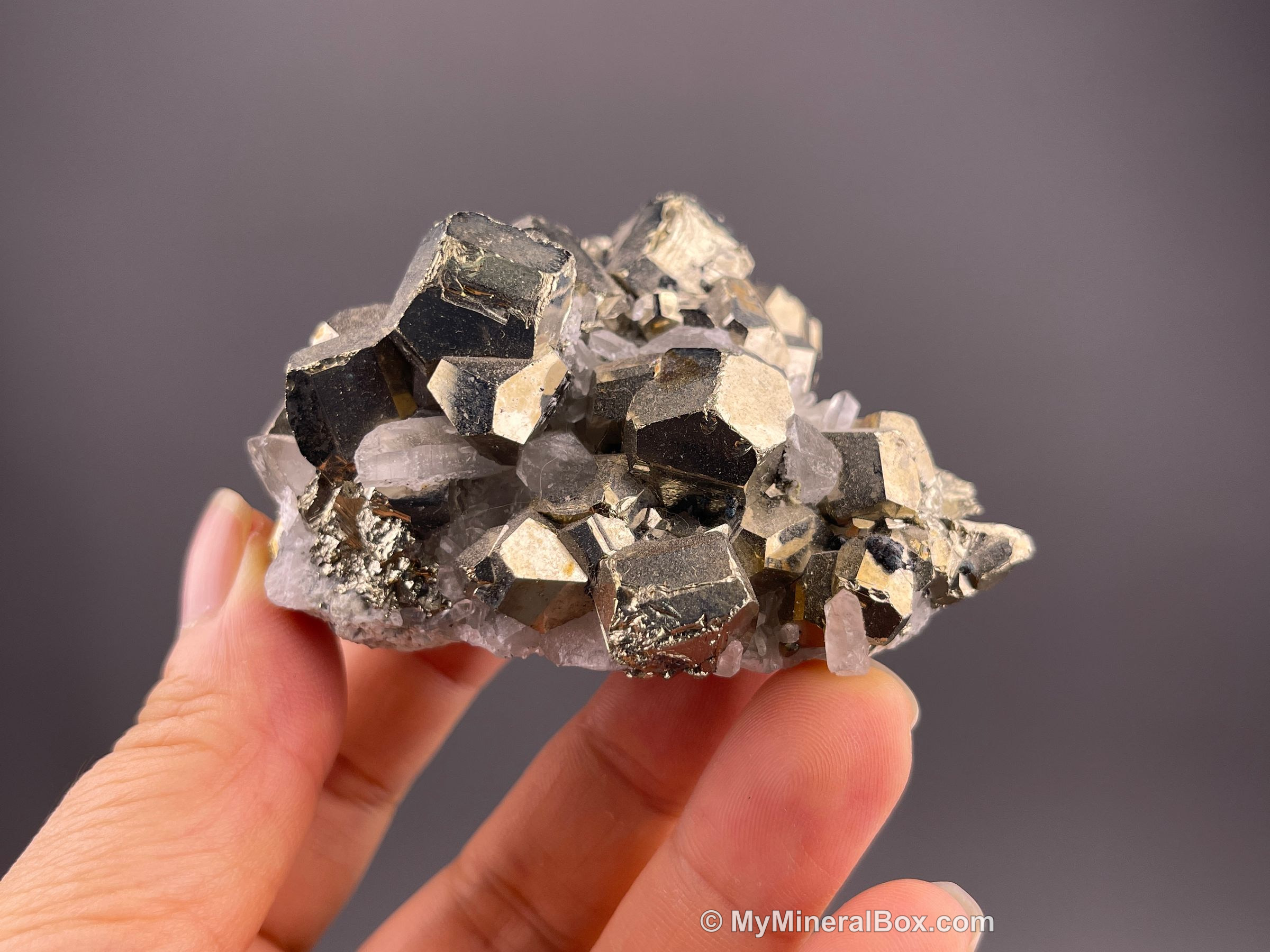 Metallic brassy pyrite crystals with clear quartz from Peru, an iron sulfide that must be kept dry to prevent pyrite decay