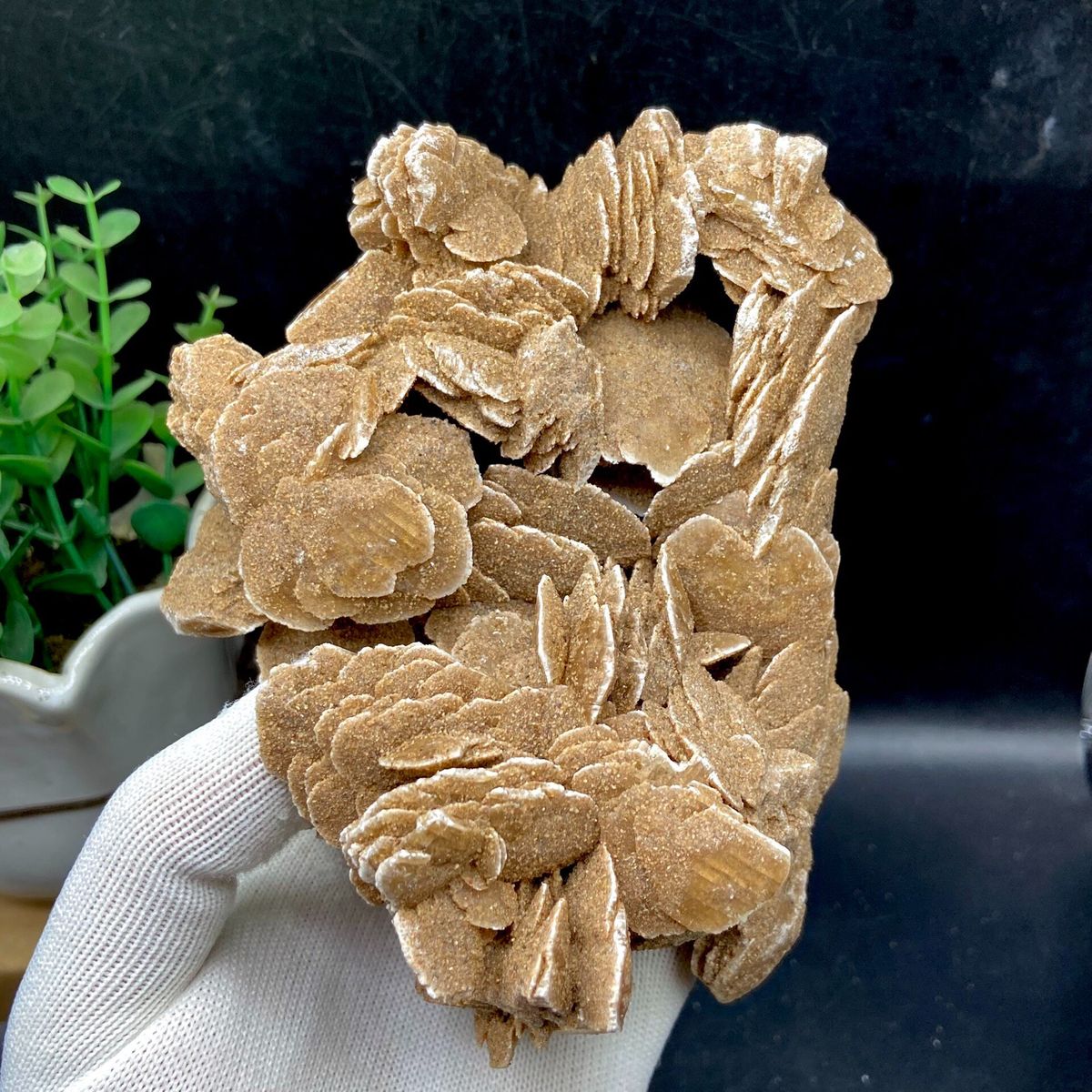 Complete sculptural front profile of the Inner Mongolia desert rose