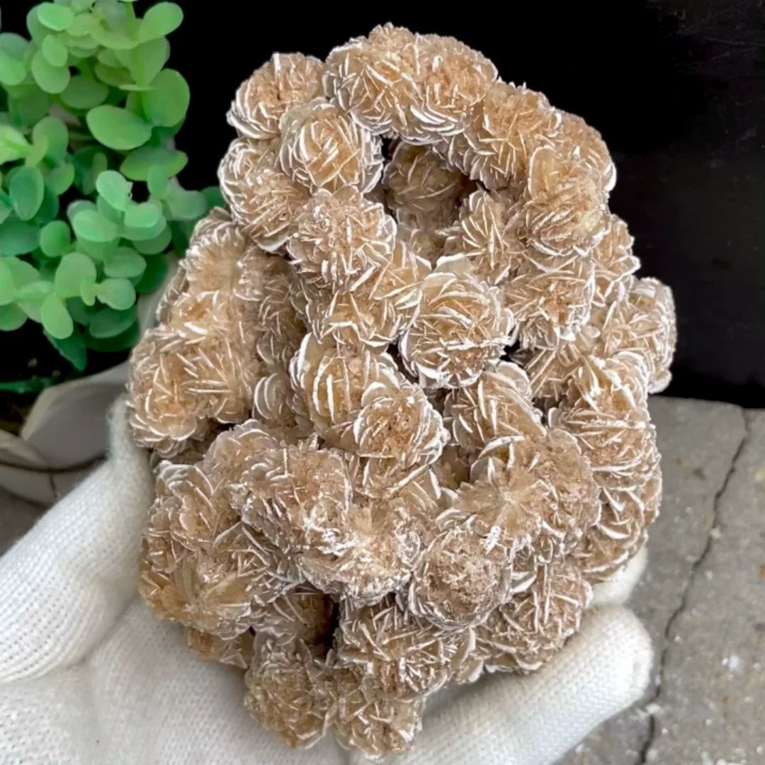 Cluster of sandy desert rose rosettes from Mexico, held in gloved hand
