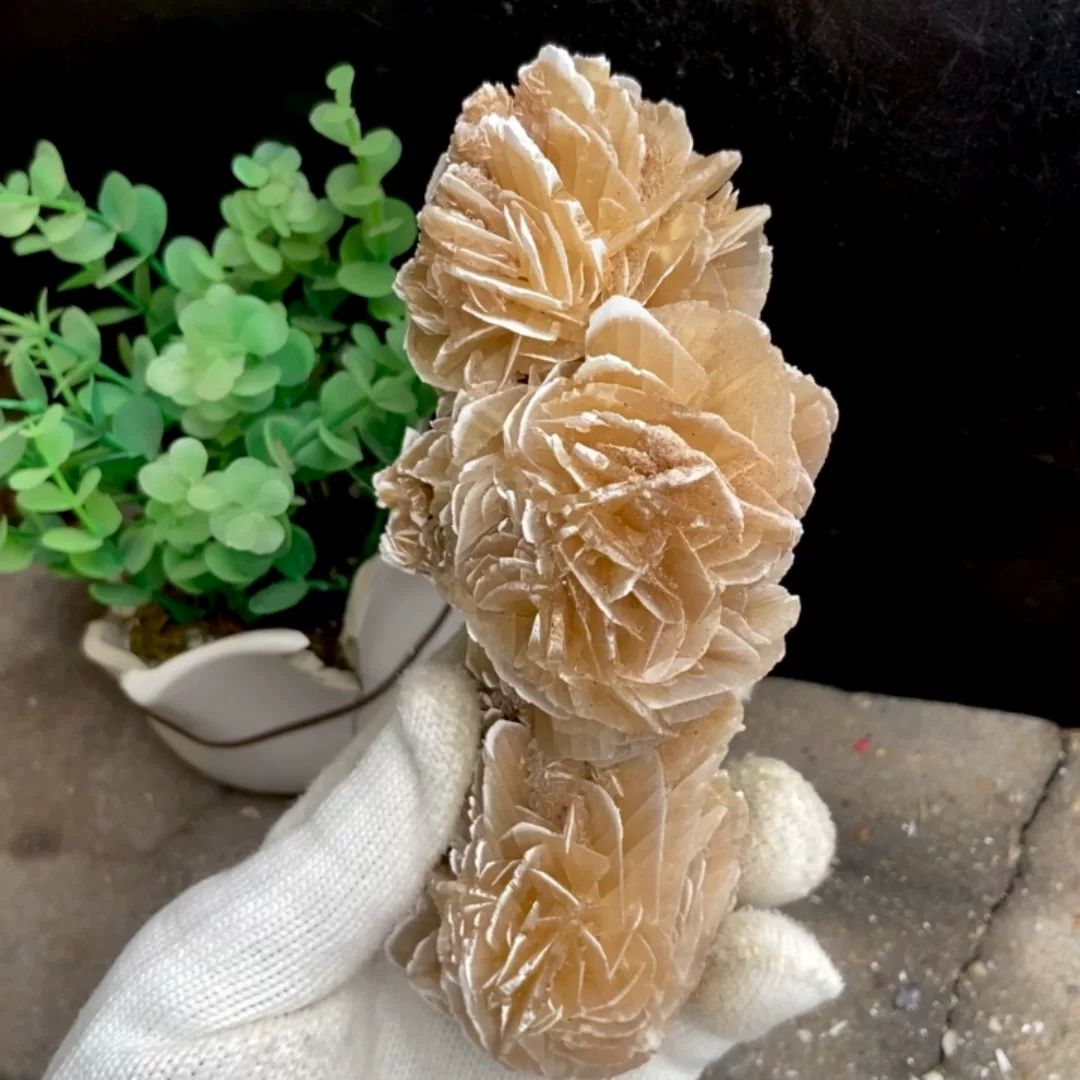 Tall desert rose of sandy gypsum petals from Mexico, held in gloved hand