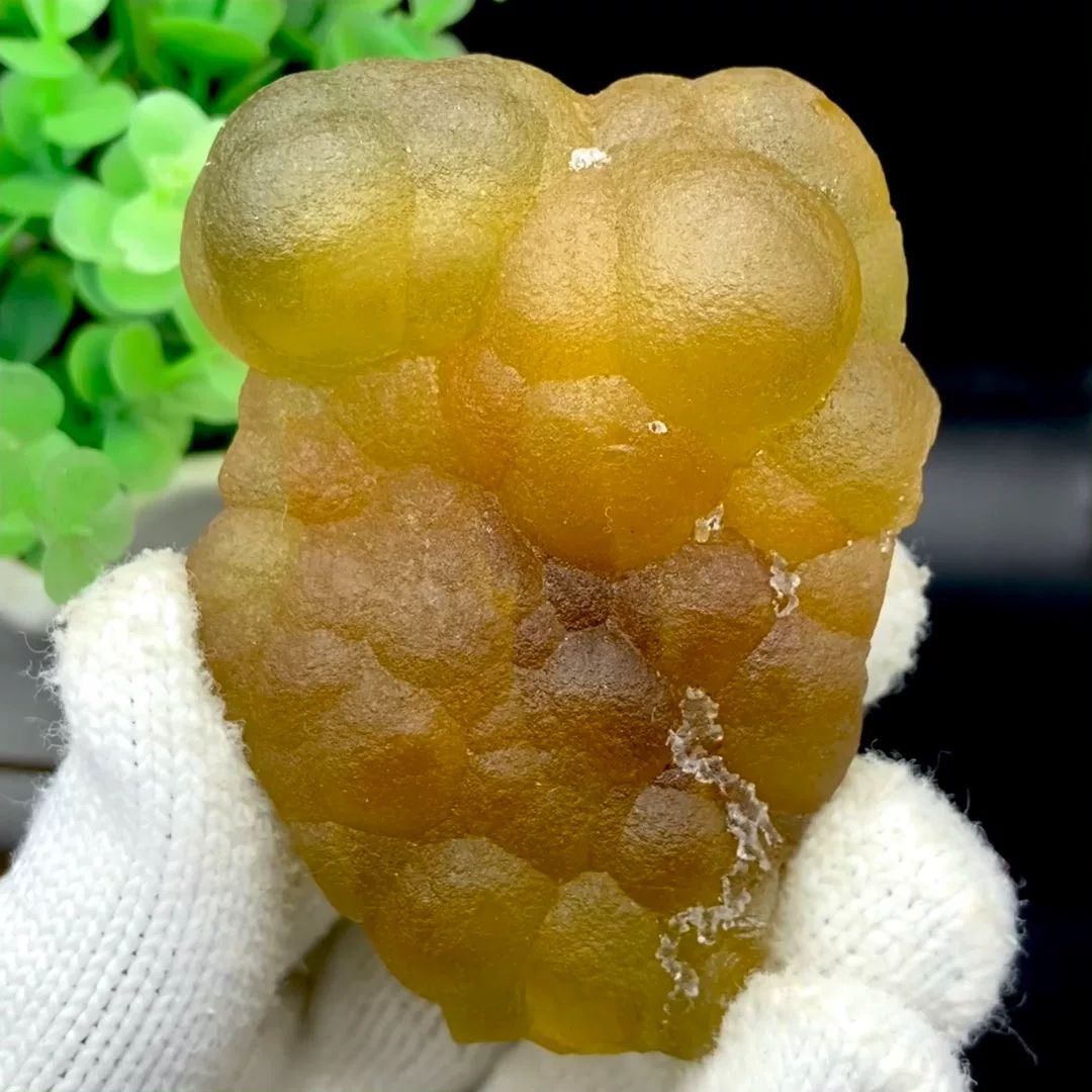 Honey-yellow botryoidal fluorite mass from Henan, China, held in gloved hand