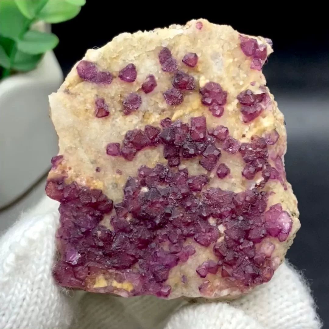 Purple-red fluorite octahedra on pale matrix from Henan, China, held in gloved hand