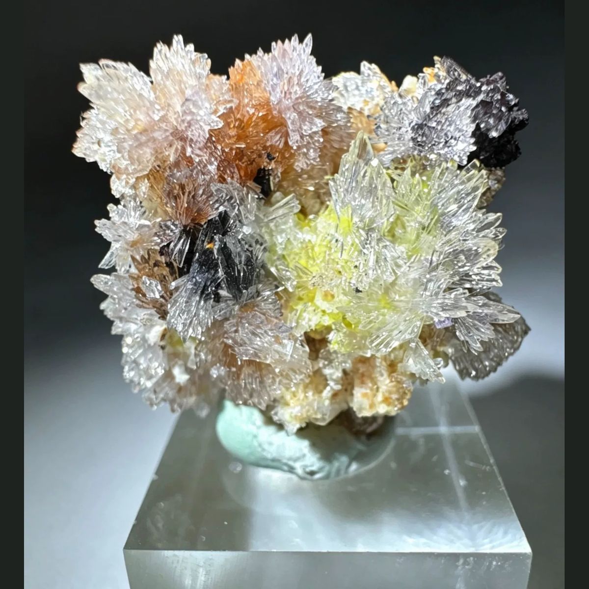 Multicolor Creedite Flower Qinglong 2.3 cm — complete view