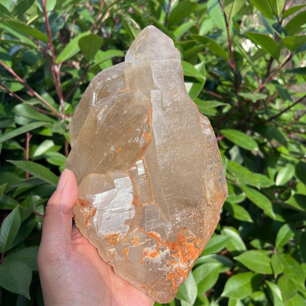 Pale champagne citrine crystal held upright with rusty orange staining at the base
