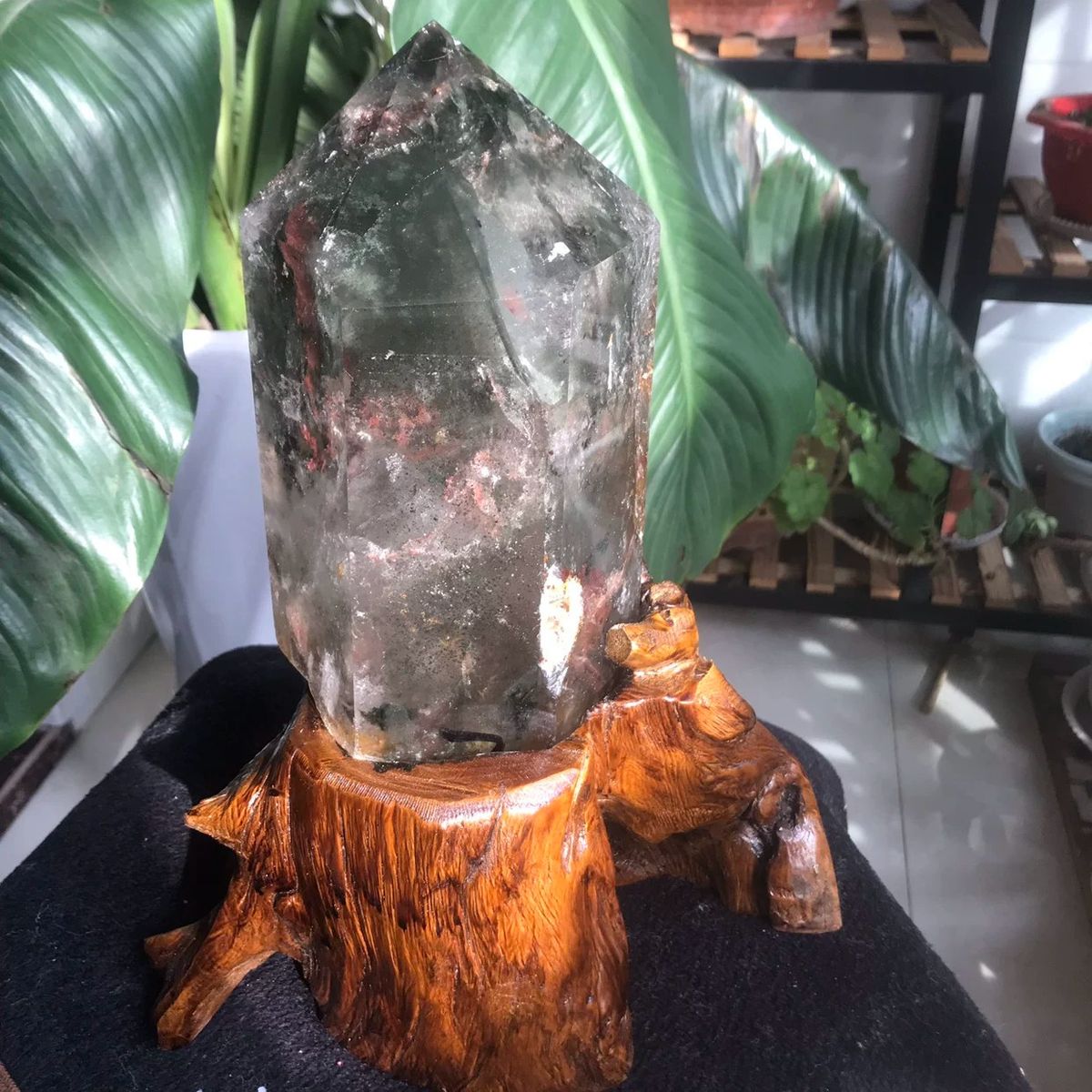Brazilian phantom quartz point on a carved root-wood stand among large leaves