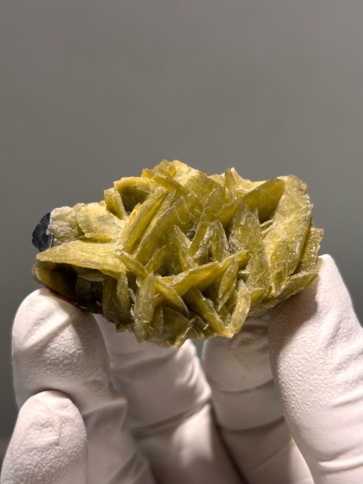 Cluster of olive-brown siderite blades from Guizhou, China, held in gloved hand