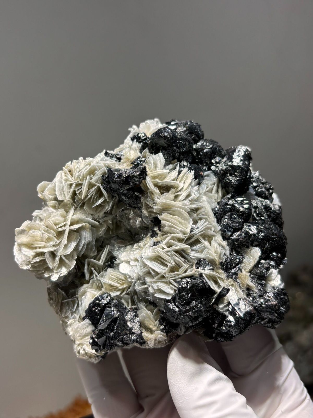 Plate of black cassiterite with white mica rosettes from Xuebaoding, Sichuan, China, held in gloved hand