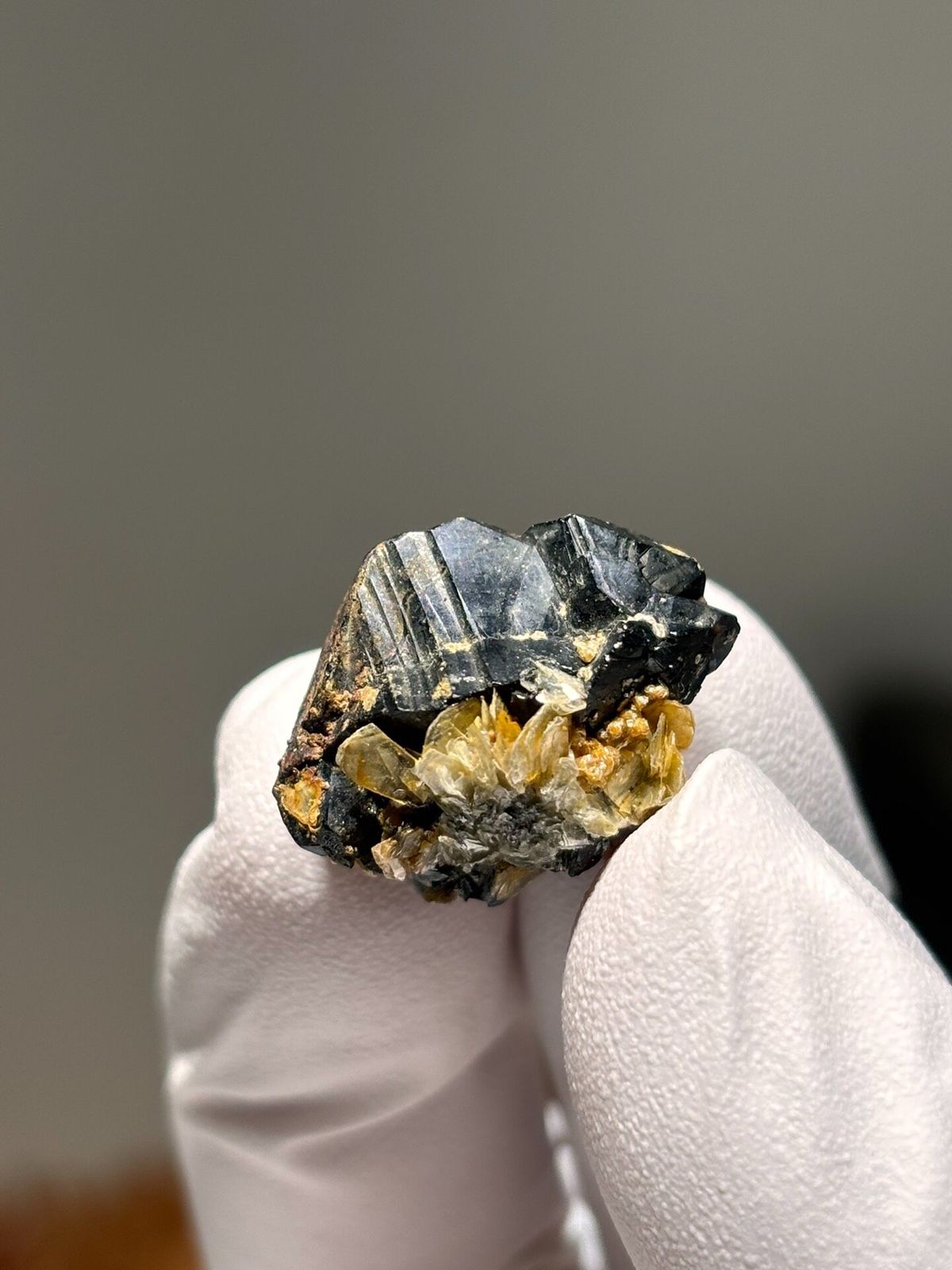 Tiny black cassiterite with golden mica from Xuebaoding, Sichuan, China, held in gloved hand