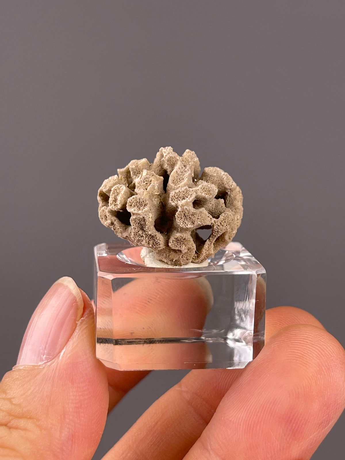 Unidentified specimen from China: beige rounded framework with irregular branching openings.