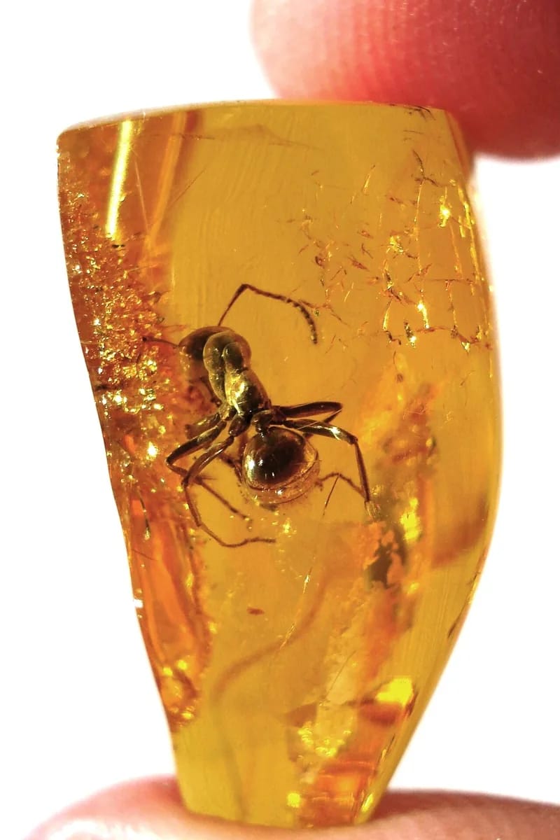 Amber specimen