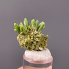 Pyromorphite